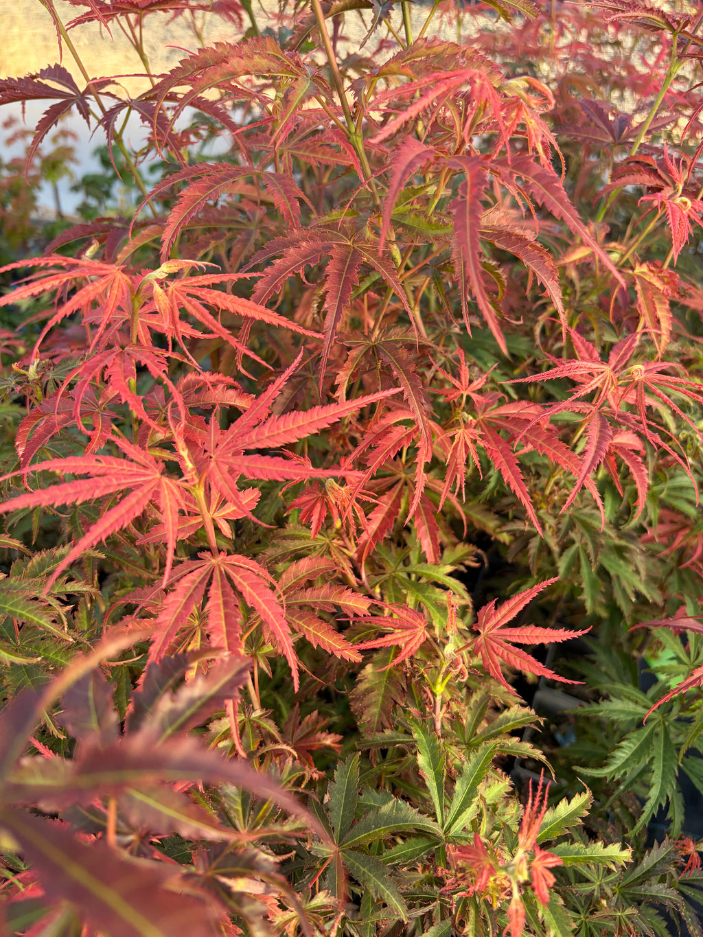 Acer Palmatum ‘Orion’