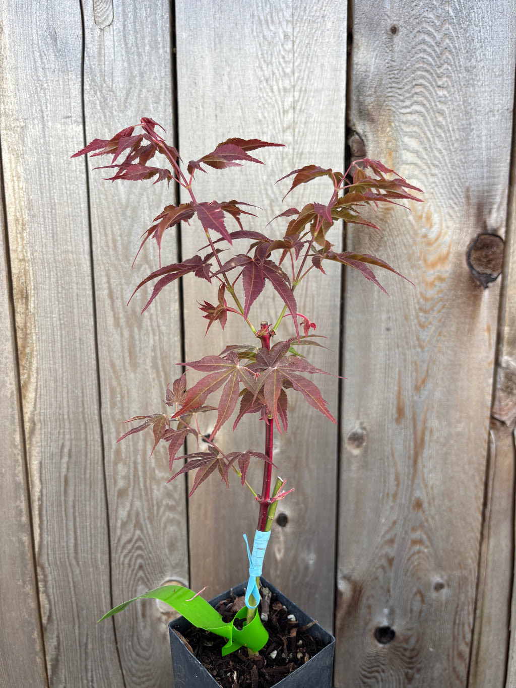 Acer Palmatum ‘Gable’s Glory’