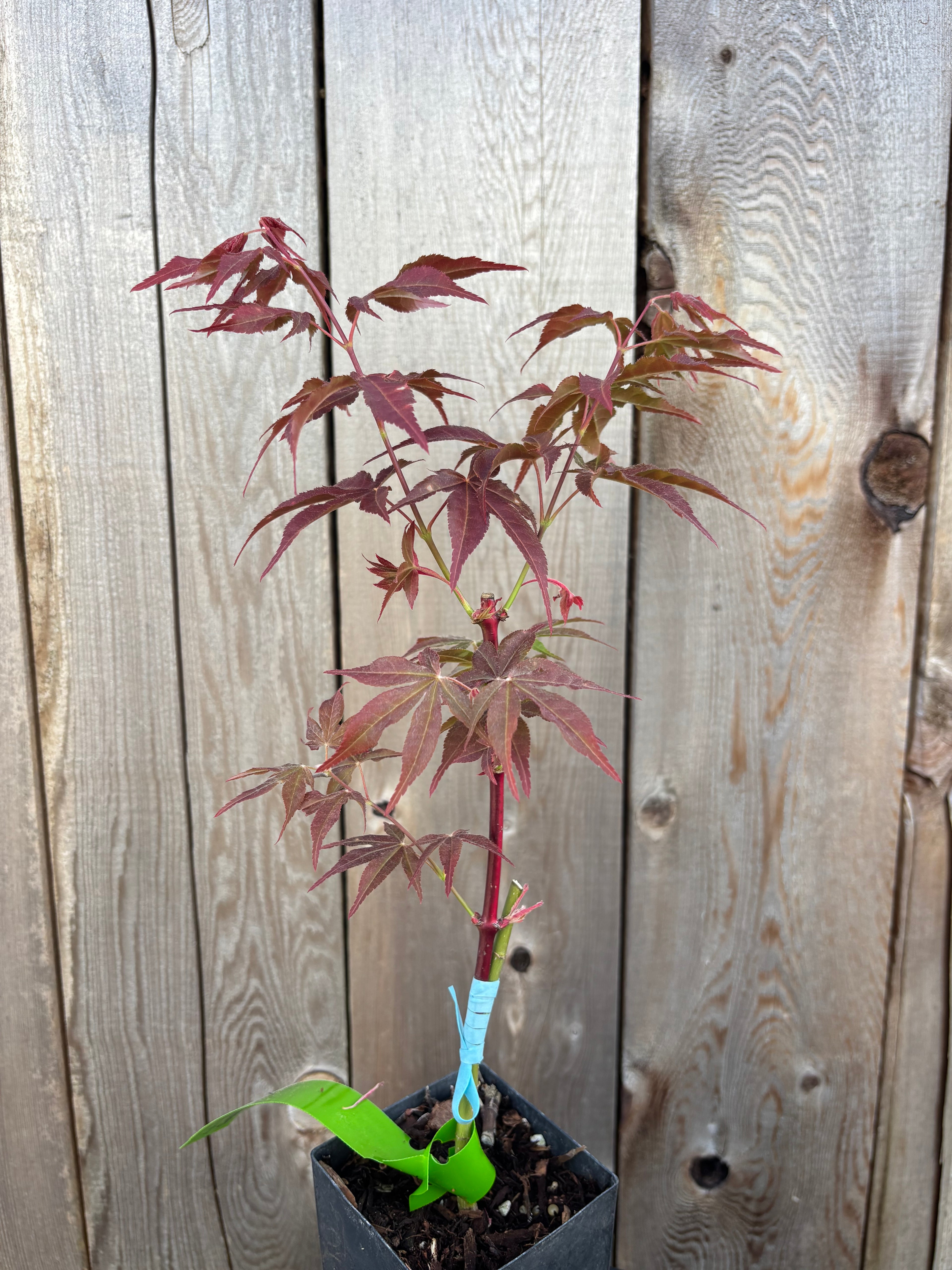 Acer Palmatum ‘Gable’s Glory’