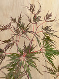 Acer Palmatum ‘Orangeola’