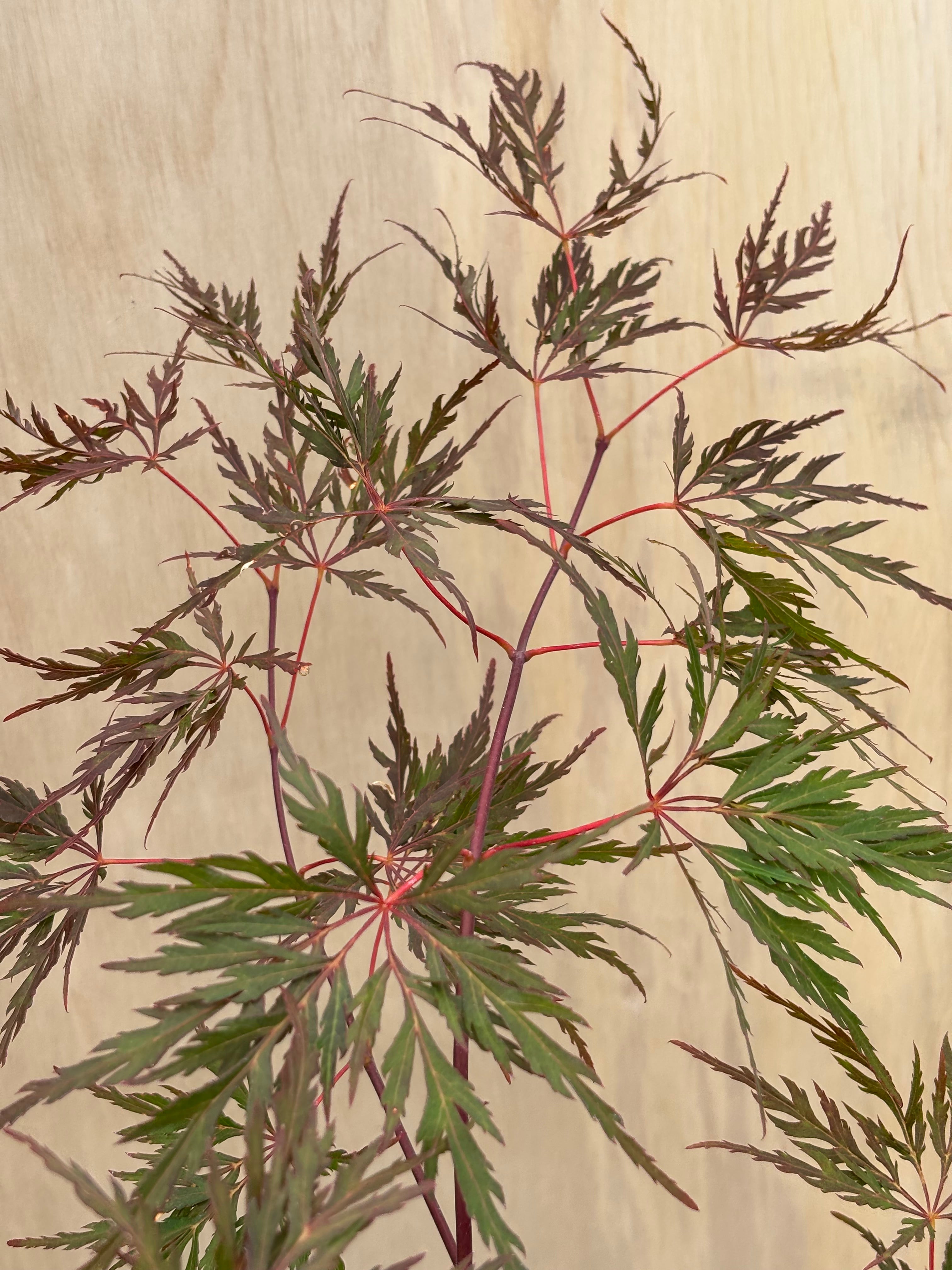 Acer Palmatum ‘Orangeola’