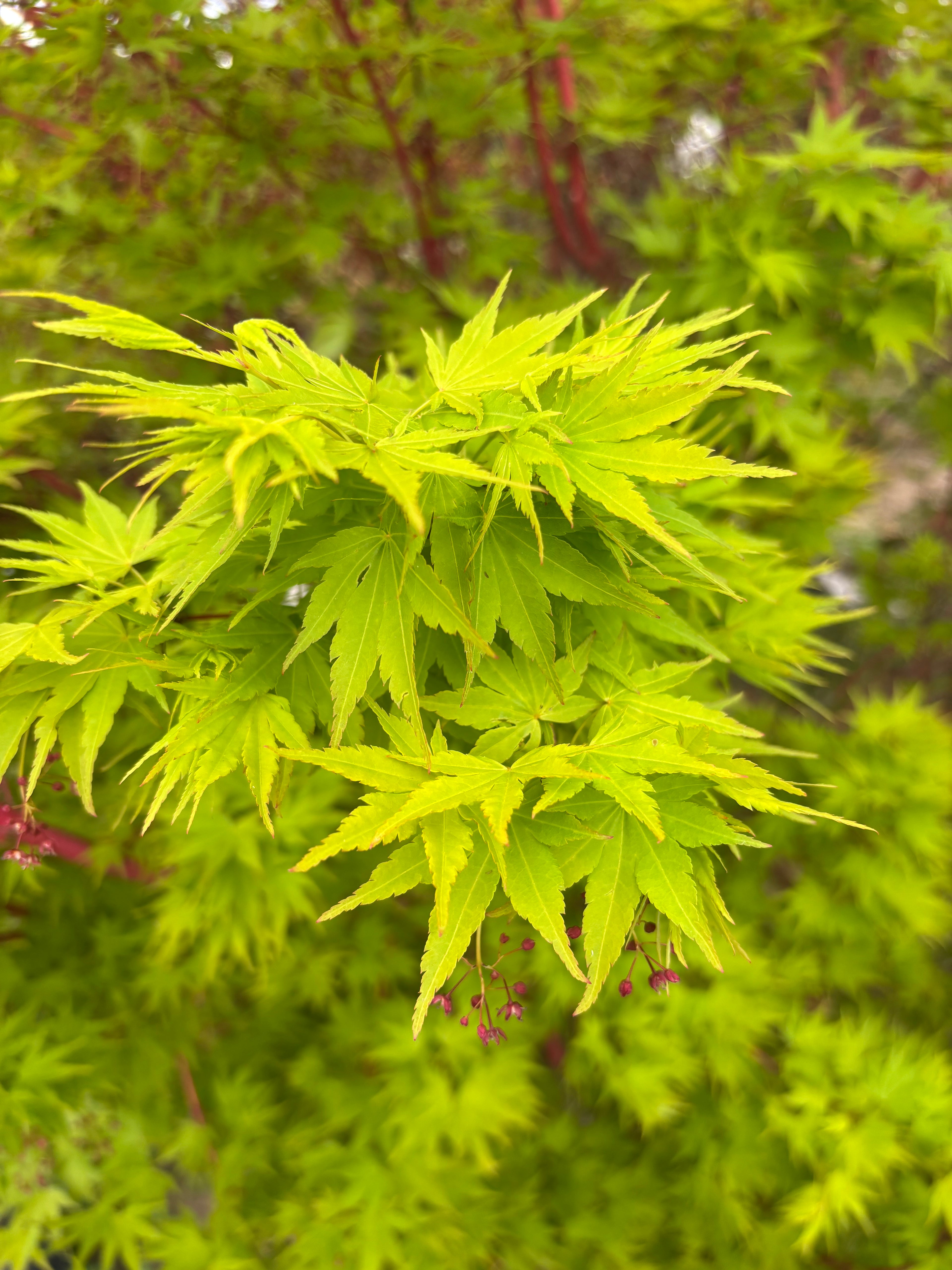 Acer Palmatum ‘Sango Kaku’