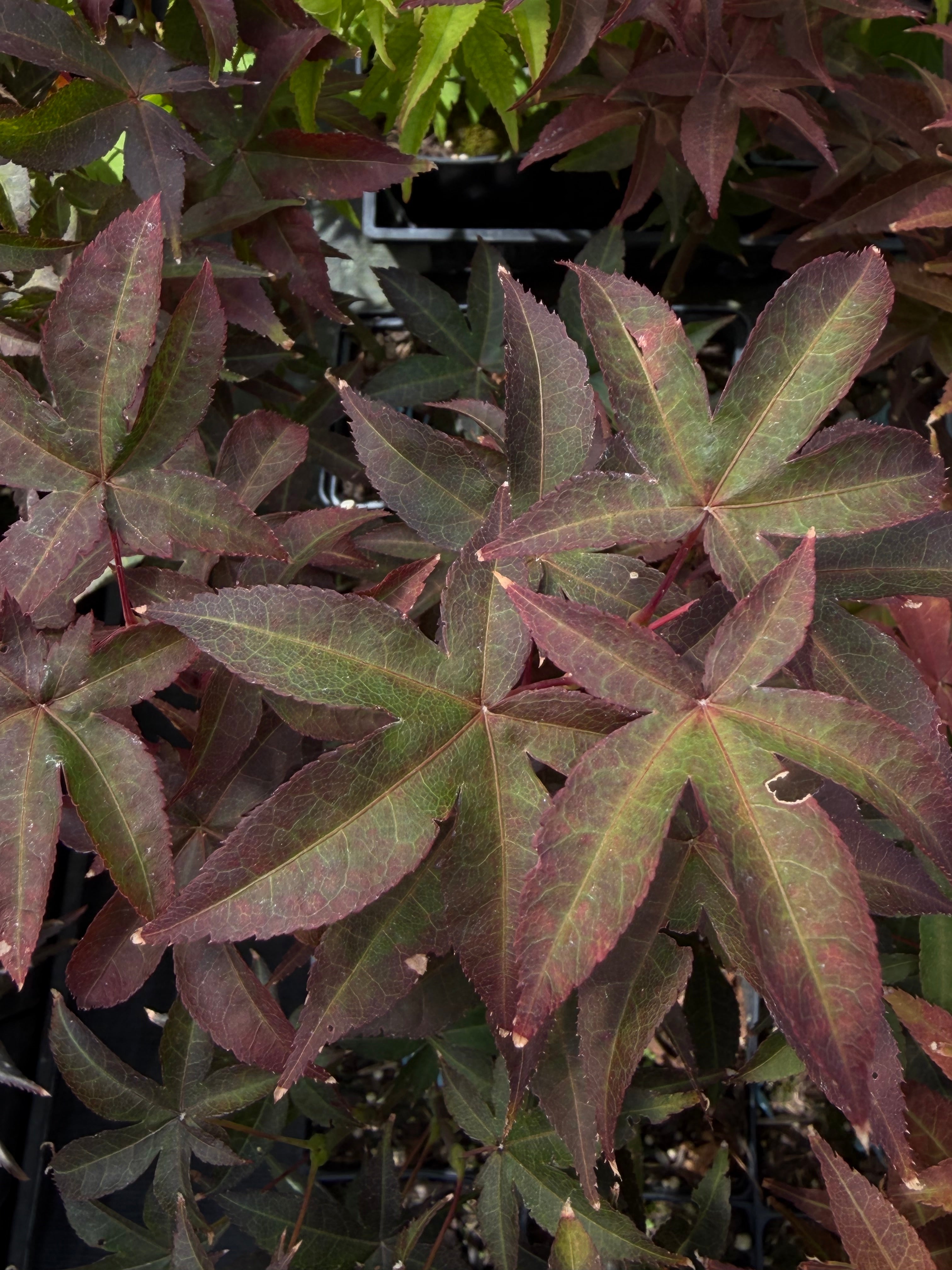 Acer Palmatum ‘Rhode Island Red’