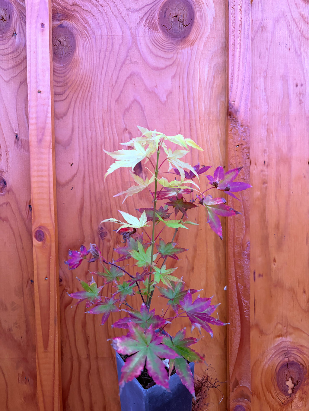 Acer Palmatum ‘Yellow Cascade’