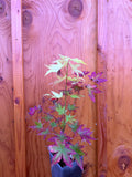 Acer Palmatum ‘Yellow Cascade’