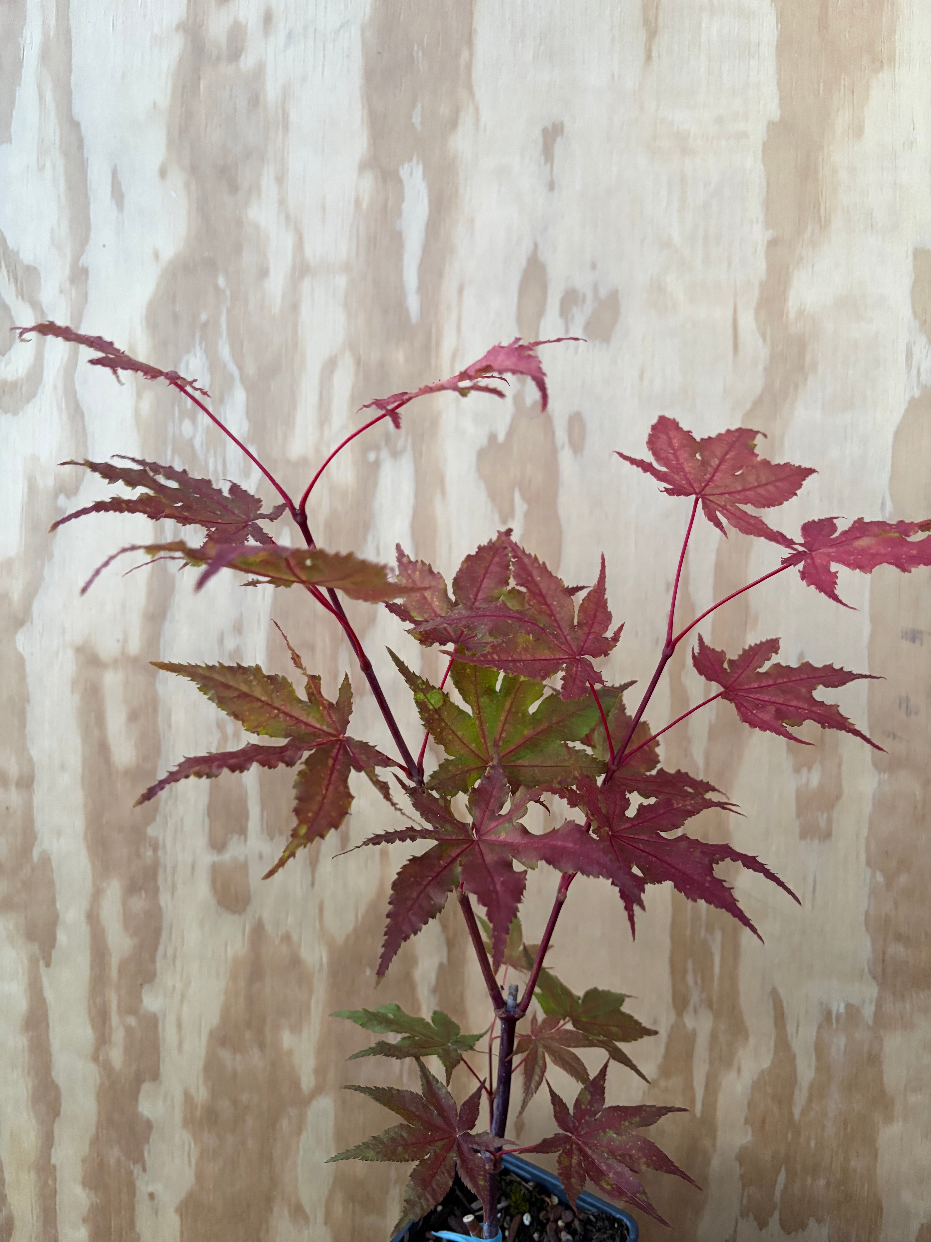 Acer Palmatum ‘Amber Ghost’