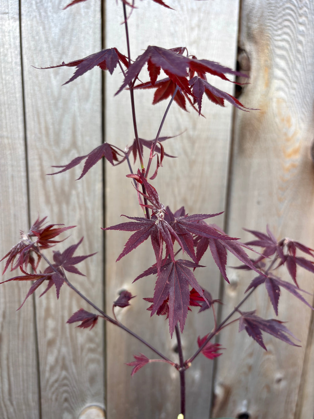 Acer Palmatum ‘Ruth’s Red’