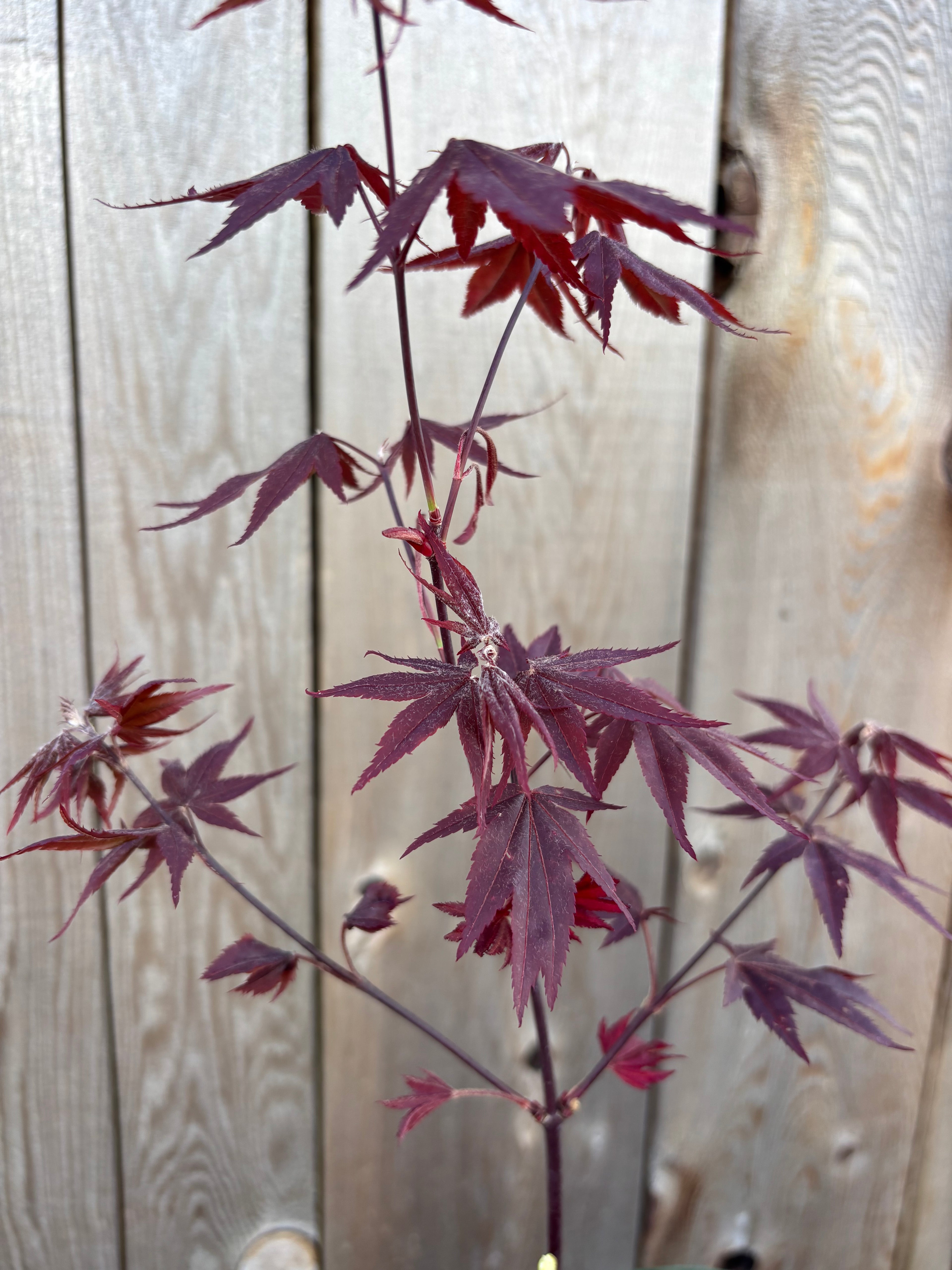 Acer Palmatum ‘Ruth’s Red’