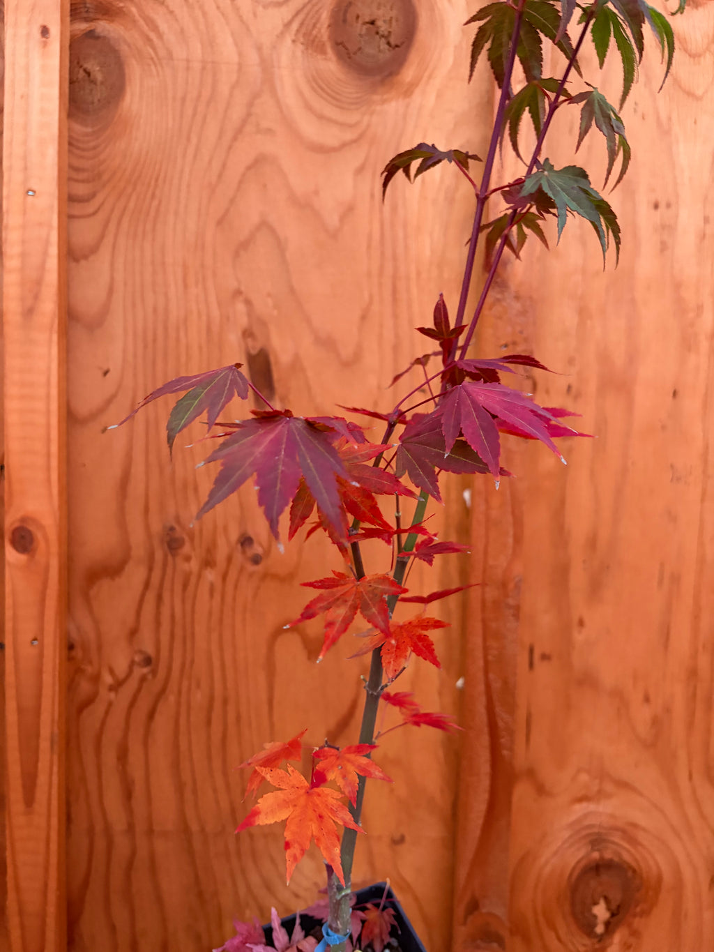 Acer Shirasawanum ‘Garden Glory’