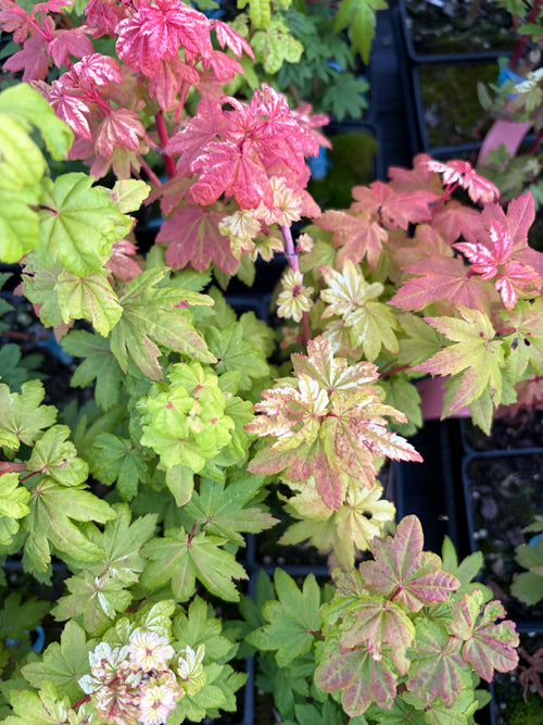 Acer Circinatum ‘Lil Gem’