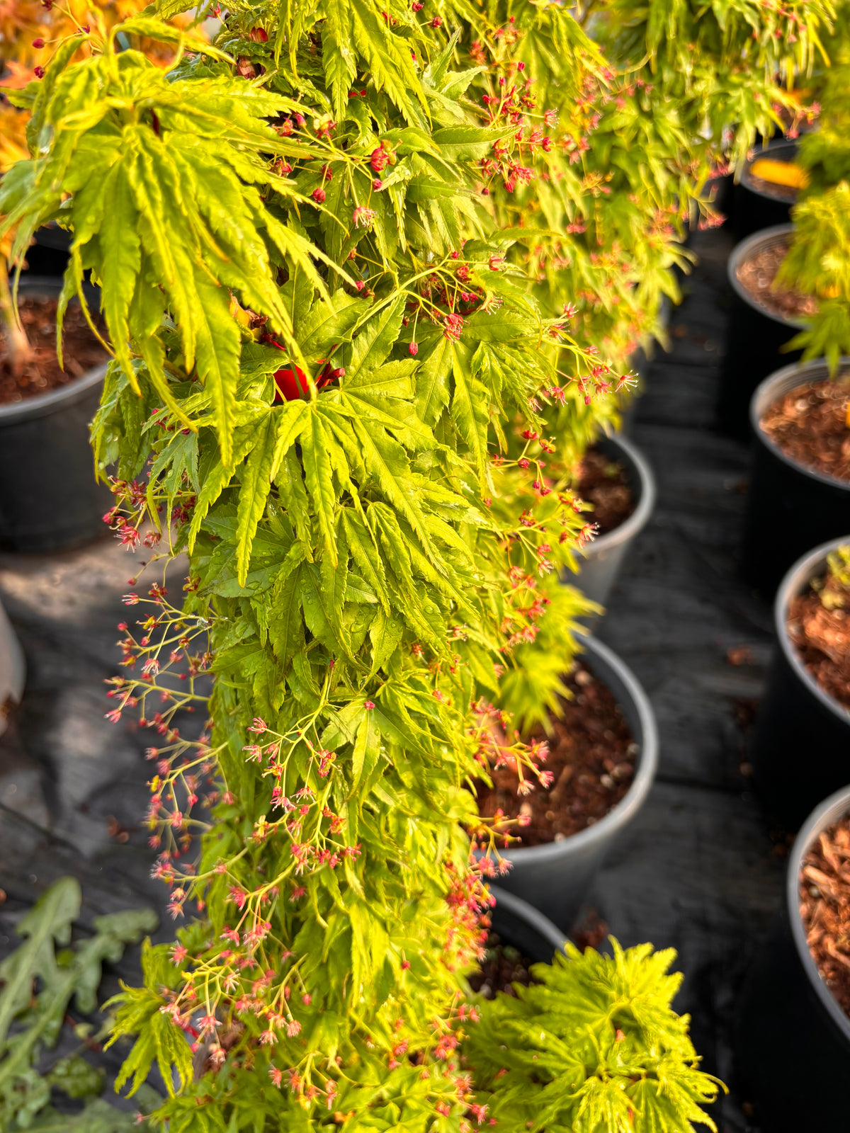 Acer Palmatum ‘Tattoo’