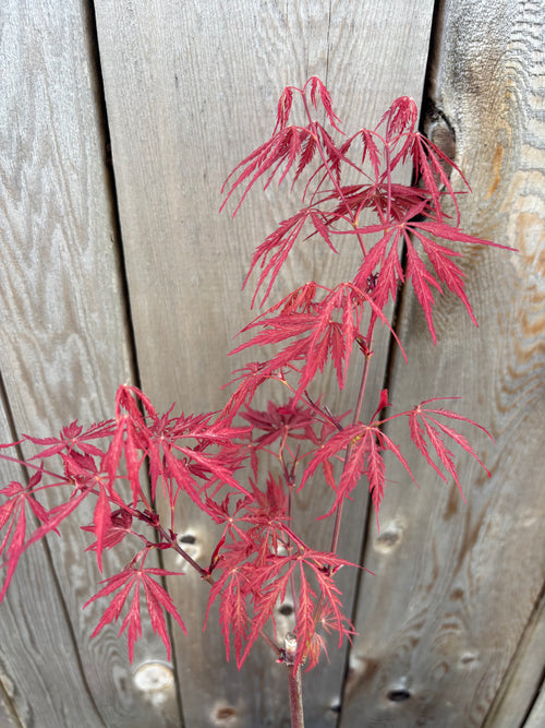 Acer Palmatum Dissectum ‘Heartbeat’