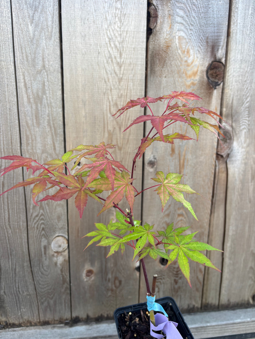 Acer Palmatum 'Pastel’