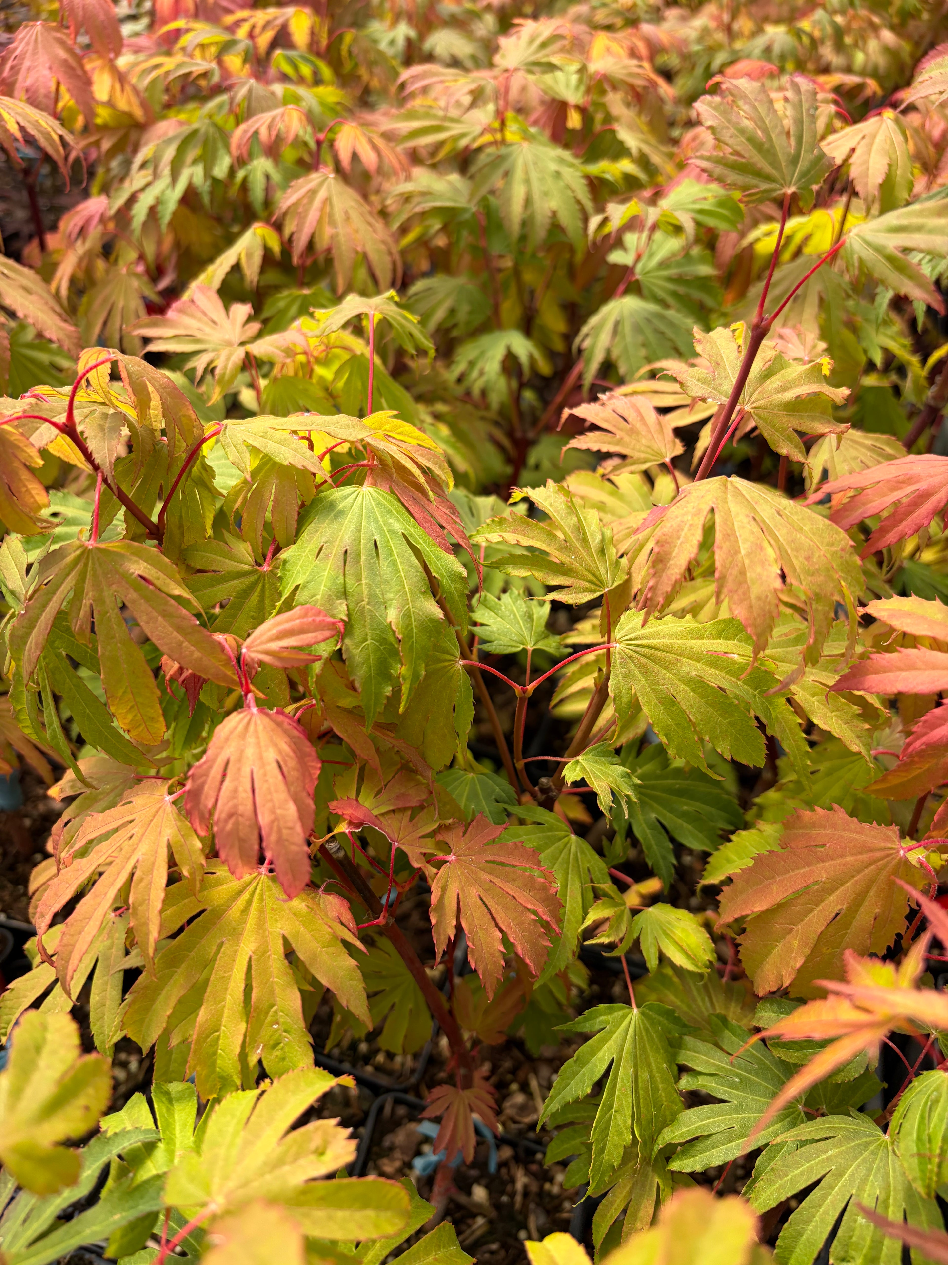 Acer circinatum 'Kisetsu dore'