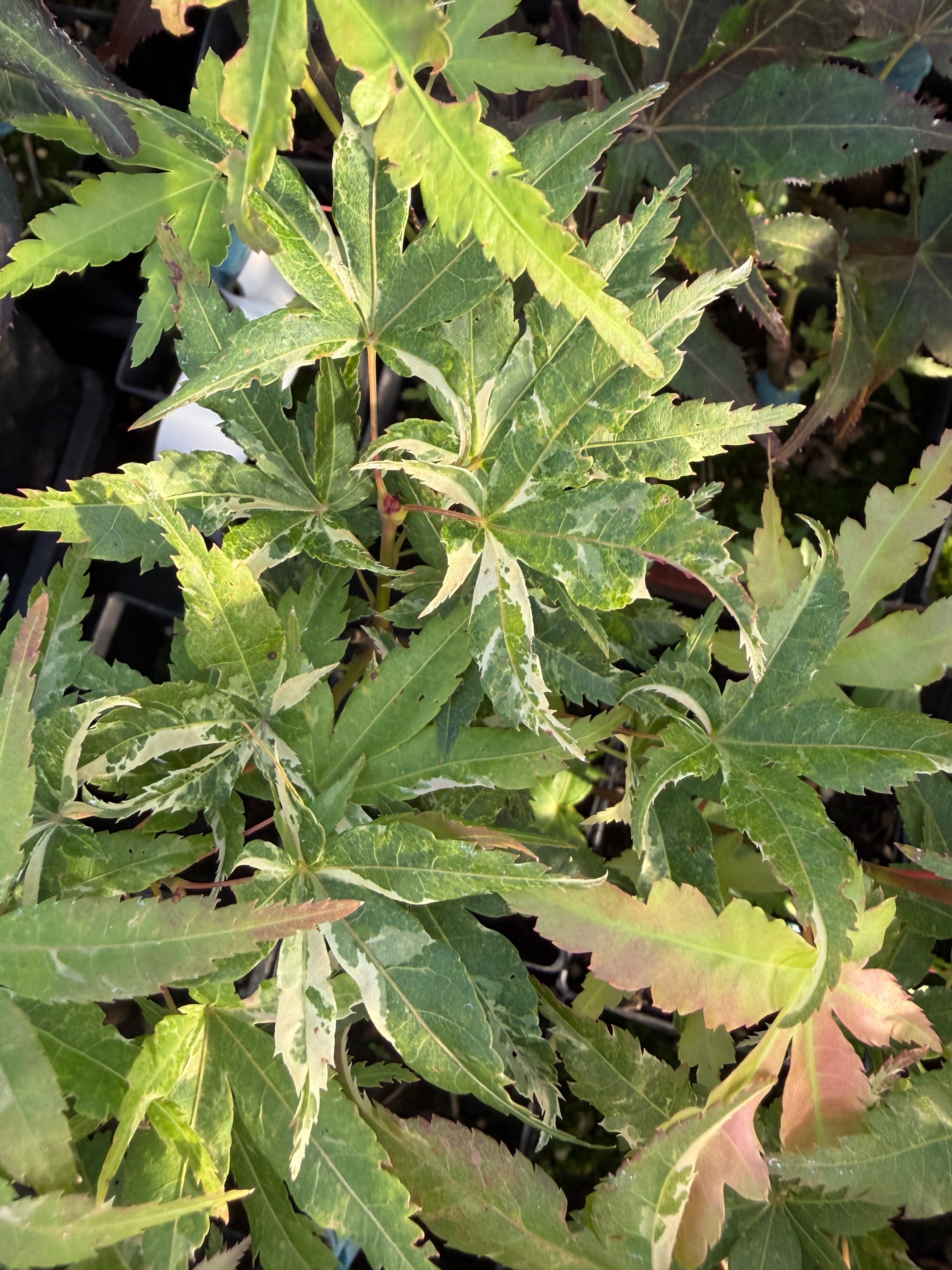 Acer Palmatum ‘Kasen Nishiki’