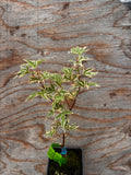 Acer Palmatum ‘Butterfly’