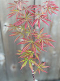 Acer Shiraswanum 'Bronze Age'