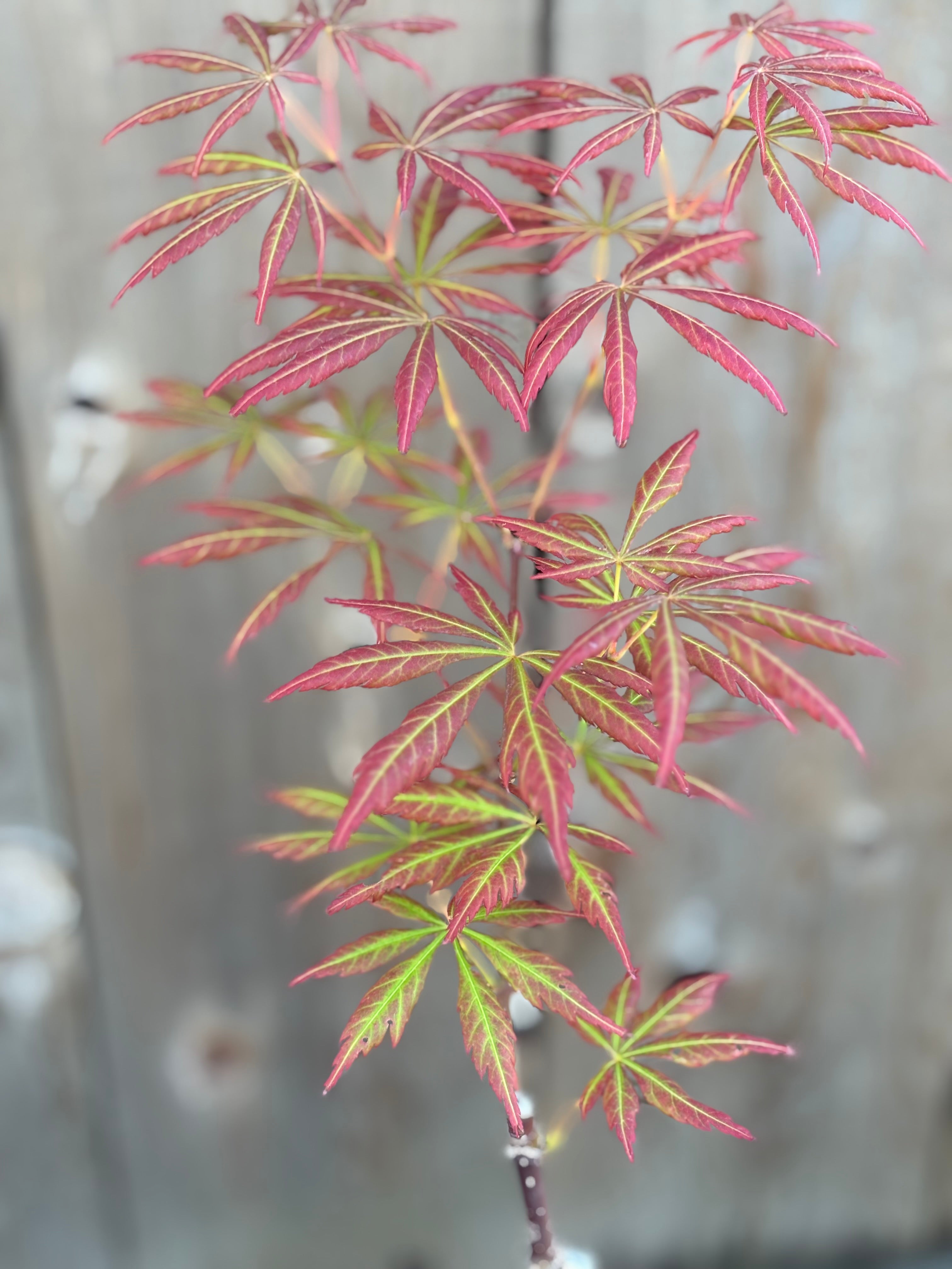 Acer Shiraswanum 'Bronze Age'
