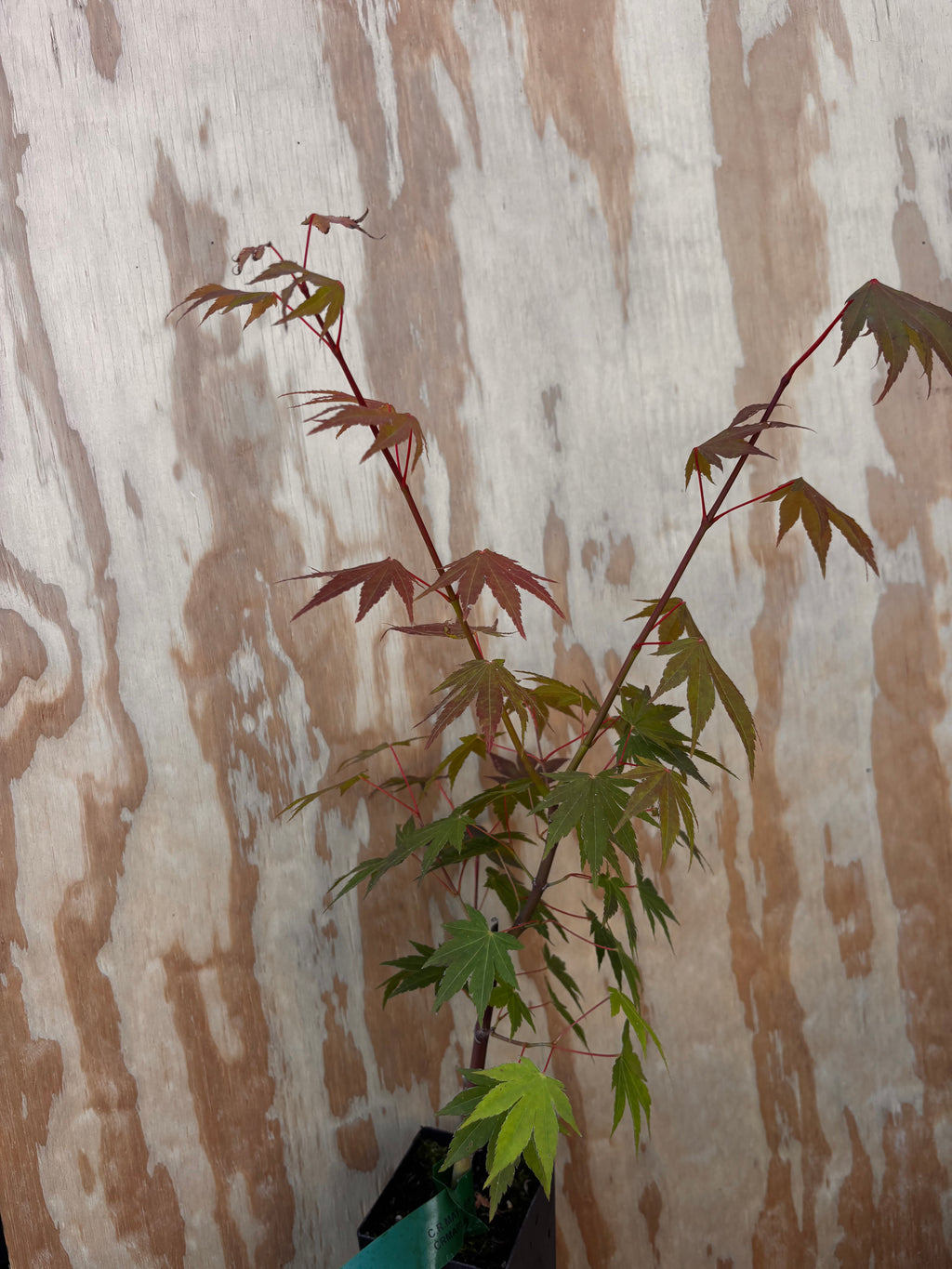 Acer Palmatum ‘Jiro Shidare’
