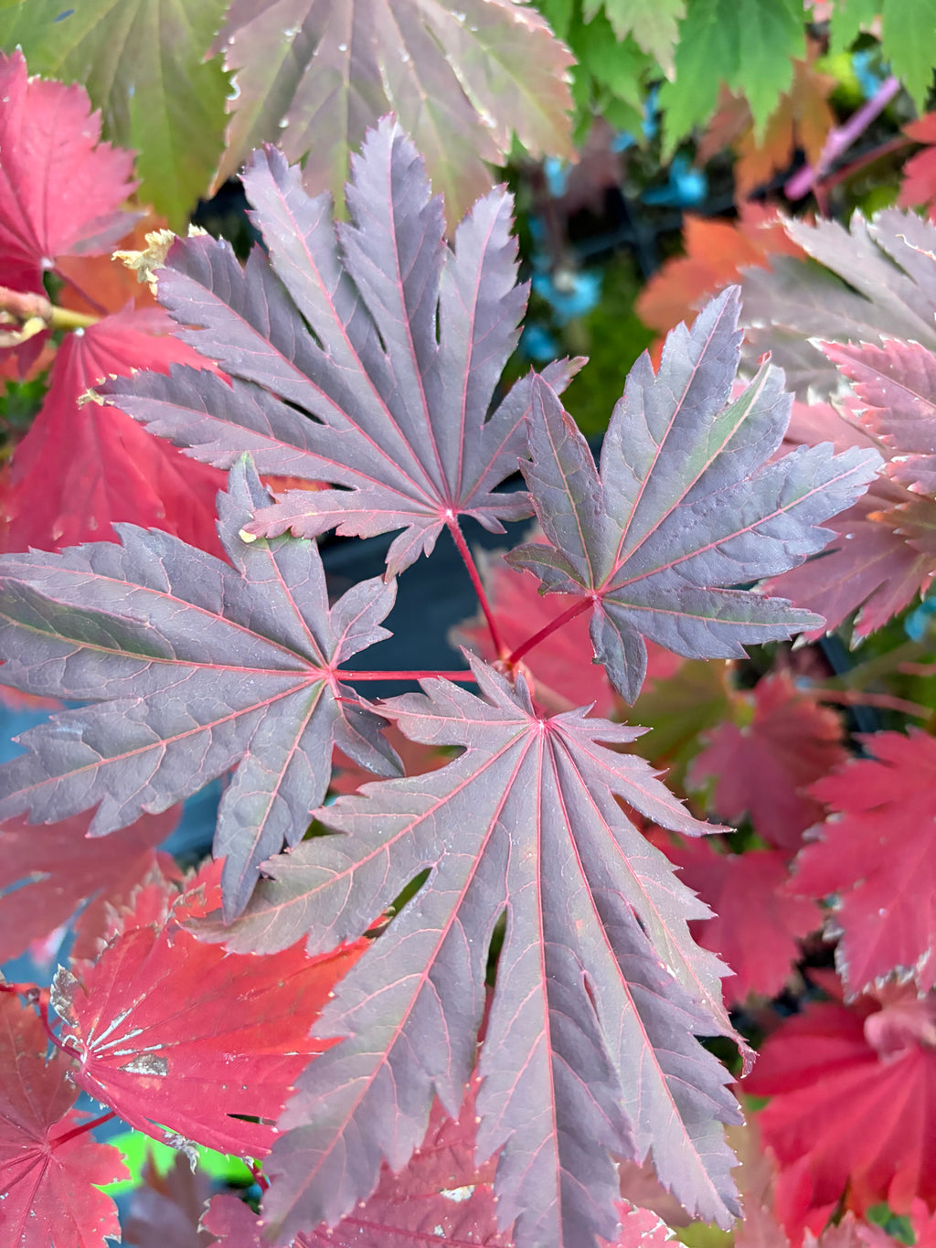 Acer Japonicum ‘O Otaki’