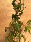 Acer Palmatum ‘Pink Panther’