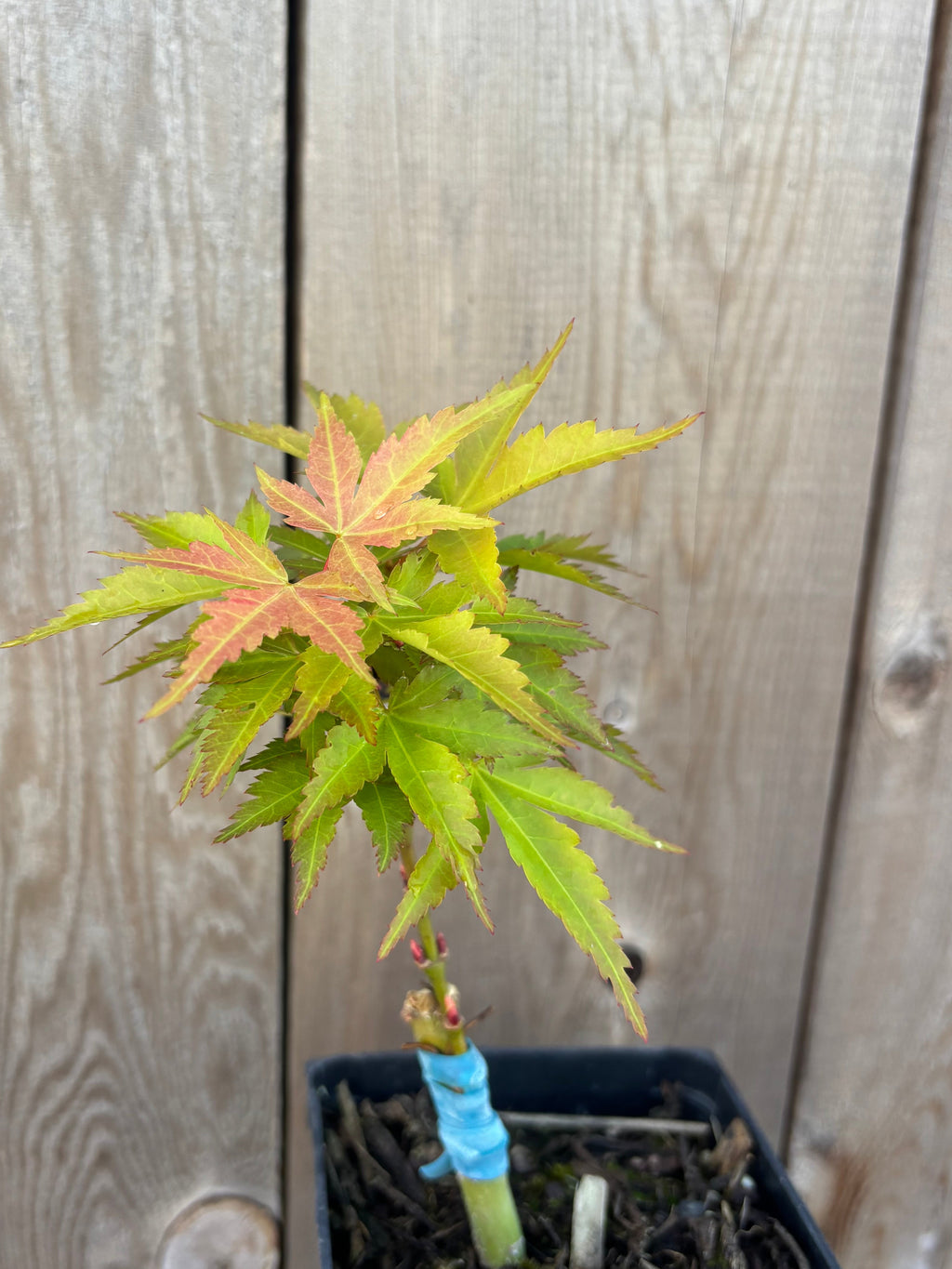 Acer Palmatum ‘Mystic Mikawa’