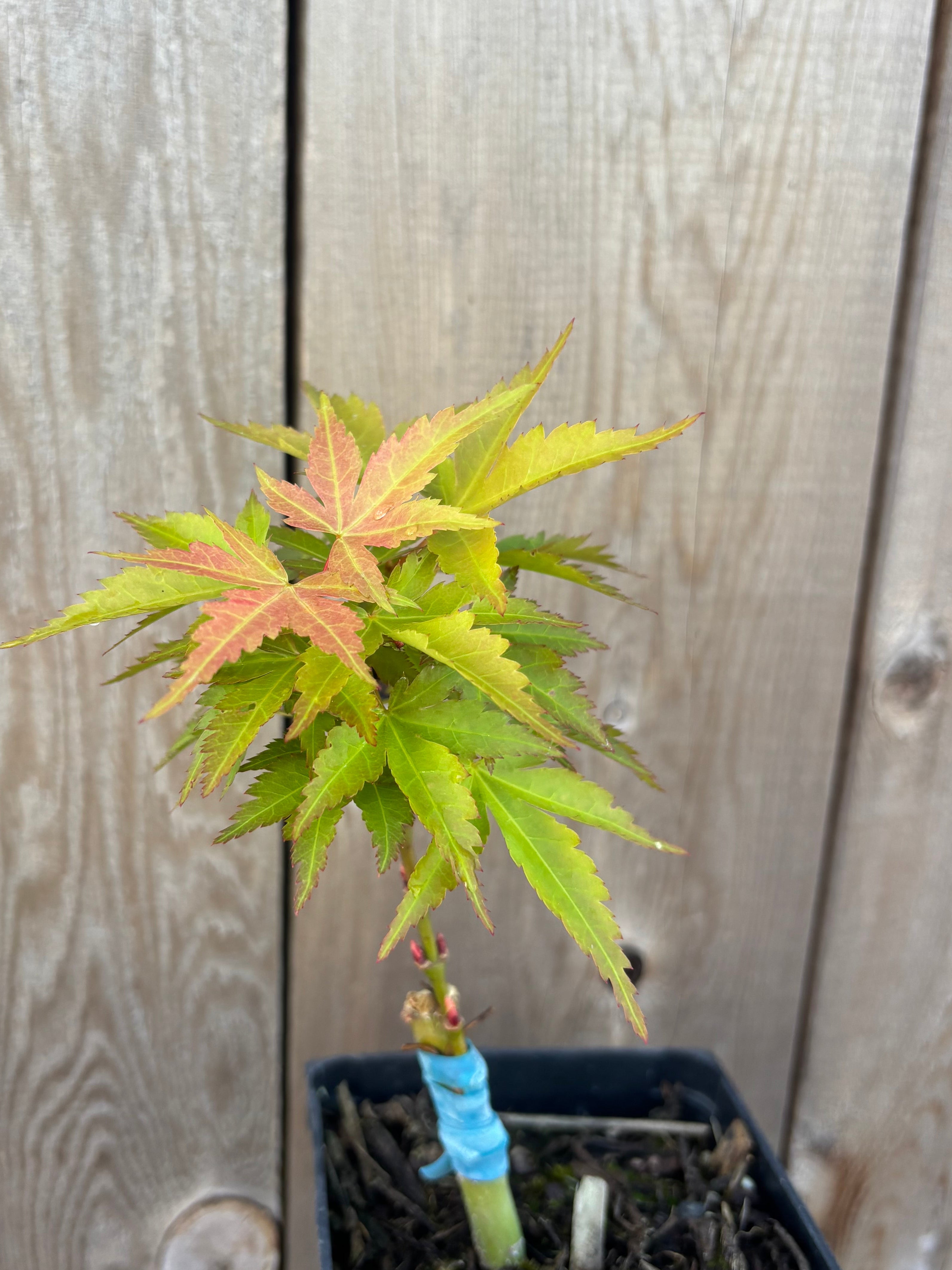 Acer Palmatum ‘Mystic Mikawa’