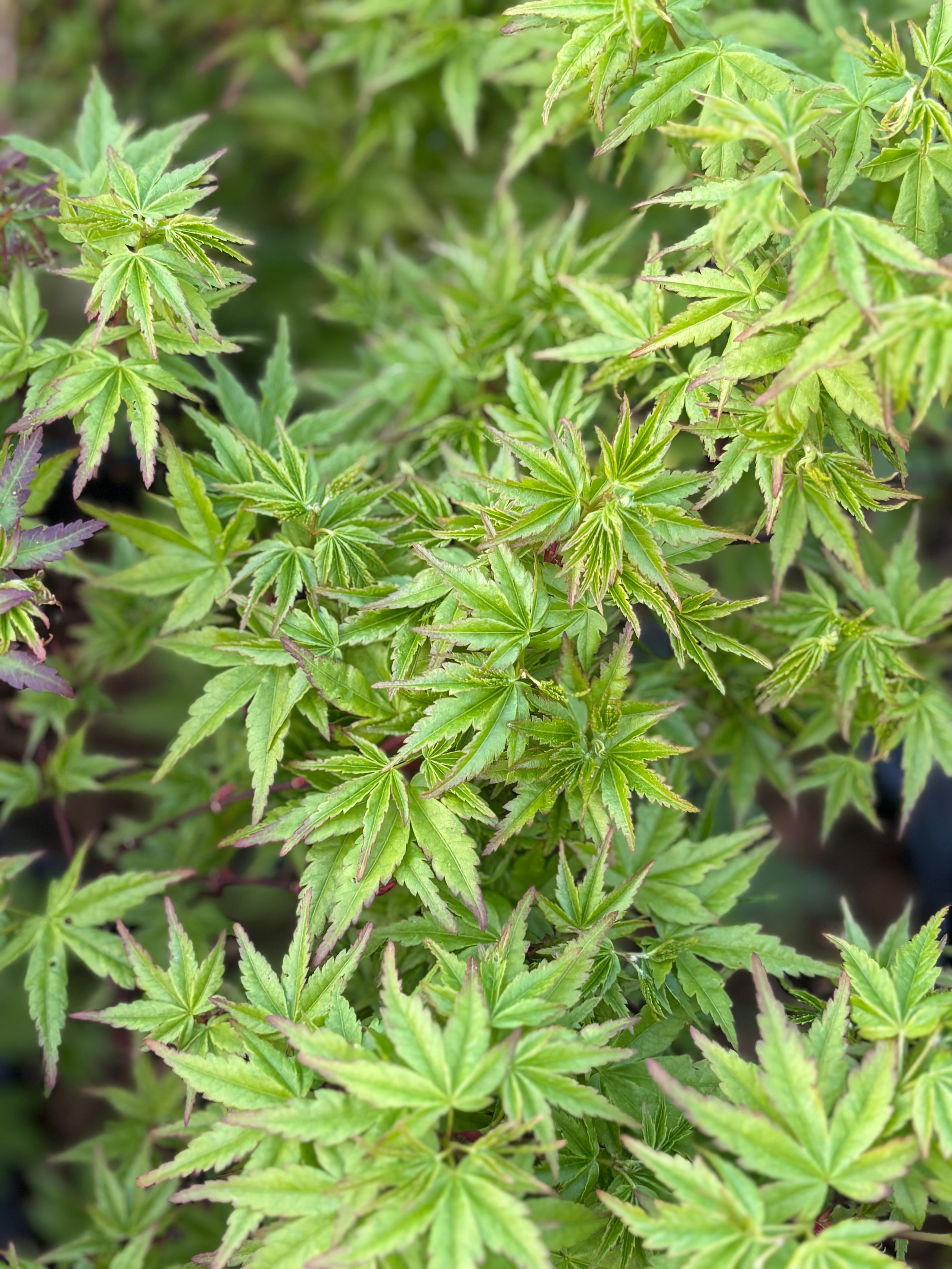 Acer Palmatum ‘Columba’