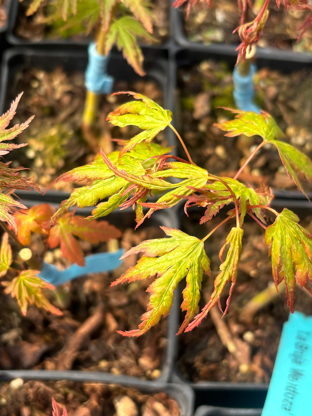 Acer Palmatum ‘La Bruja’