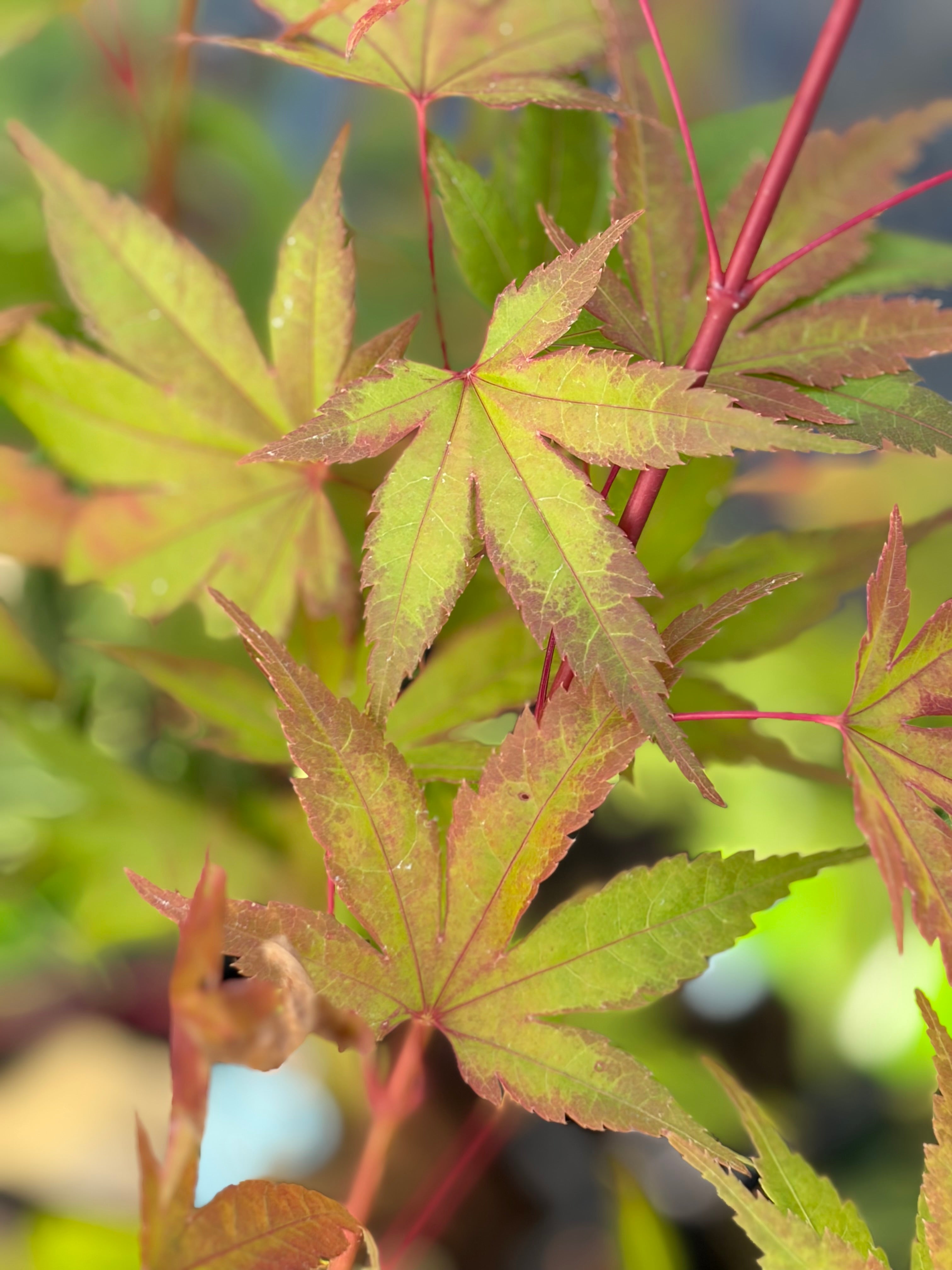 Acer Palmatum ‘Johnnie’s Pink’