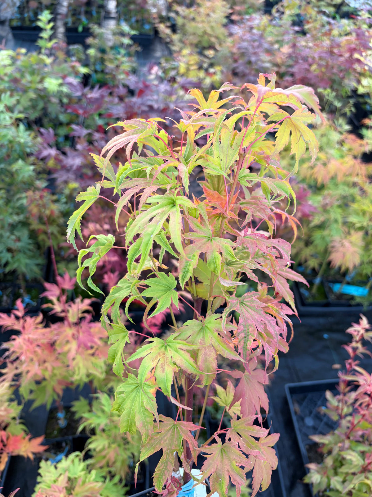 Acer Palmatum ‘Yama Nishiki’