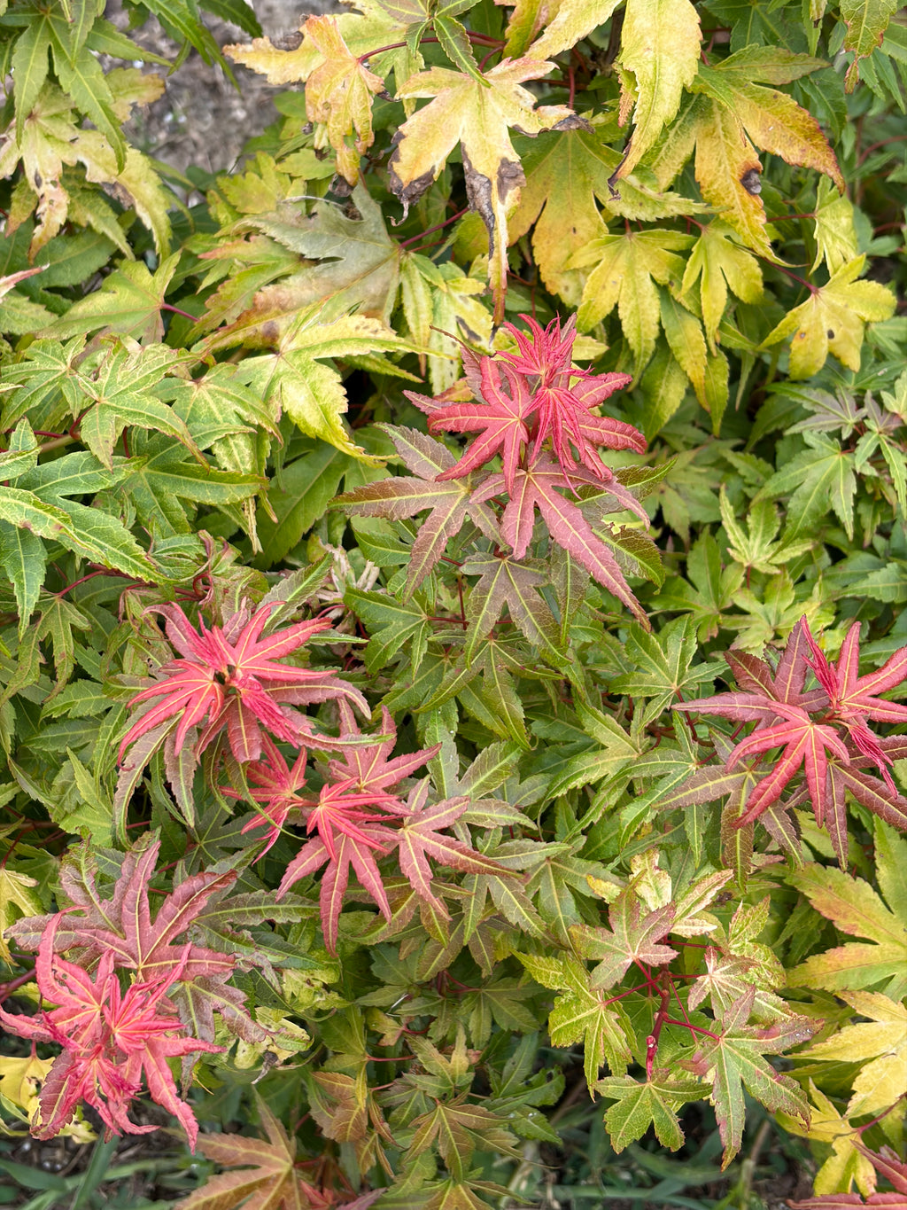 Acer Palmatum ‘Sonya Yatsubusa’  NEW / RARE