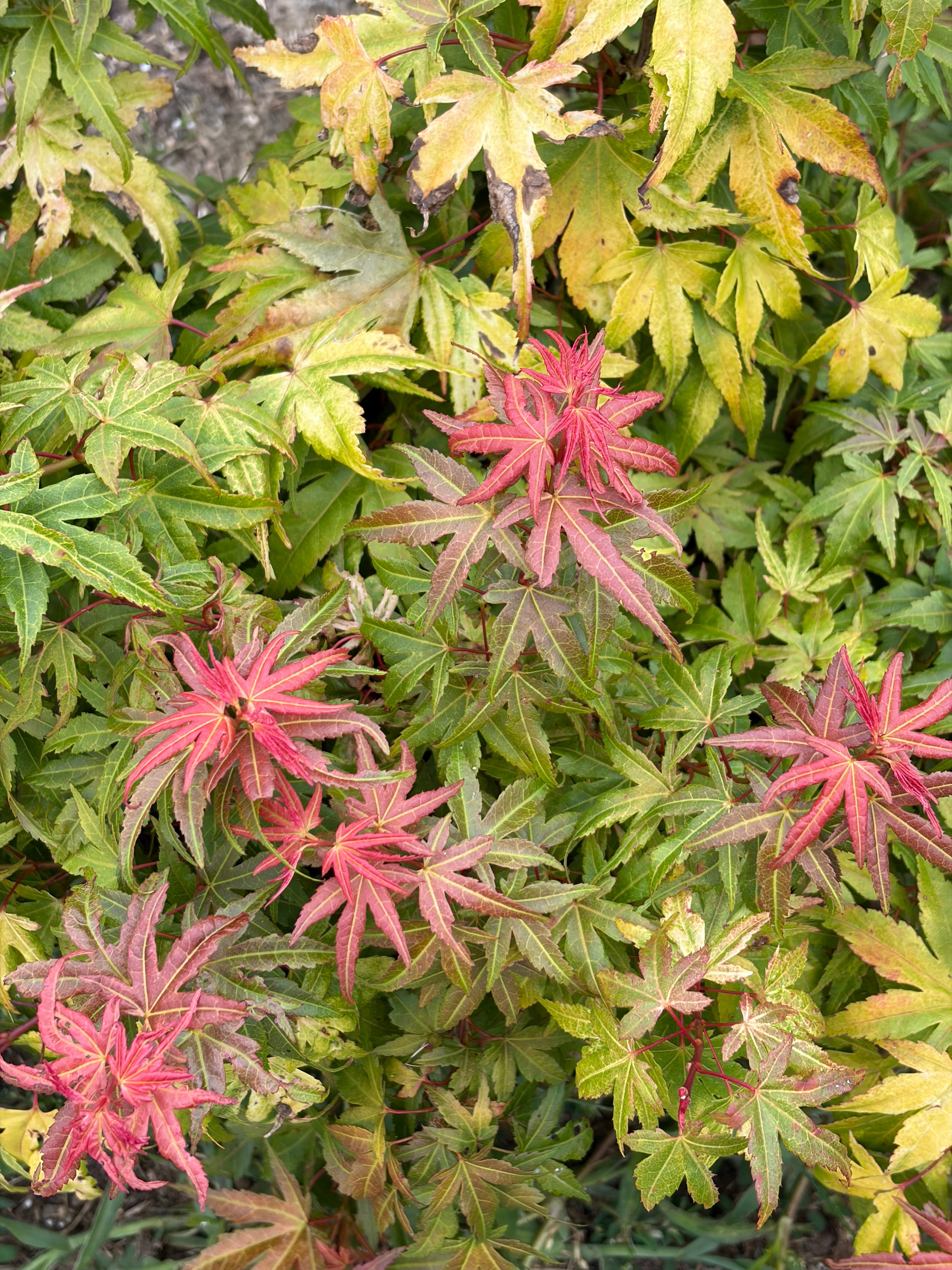 Acer Palmatum ‘Sonya Yatsubusa’  NEW / RARE