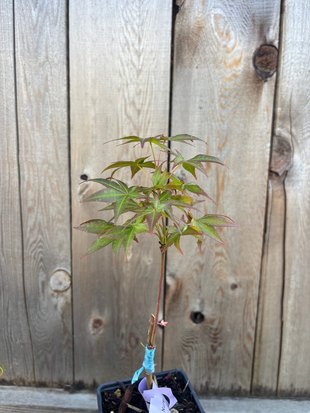 Acer Palmatum 'Peaches & Cream