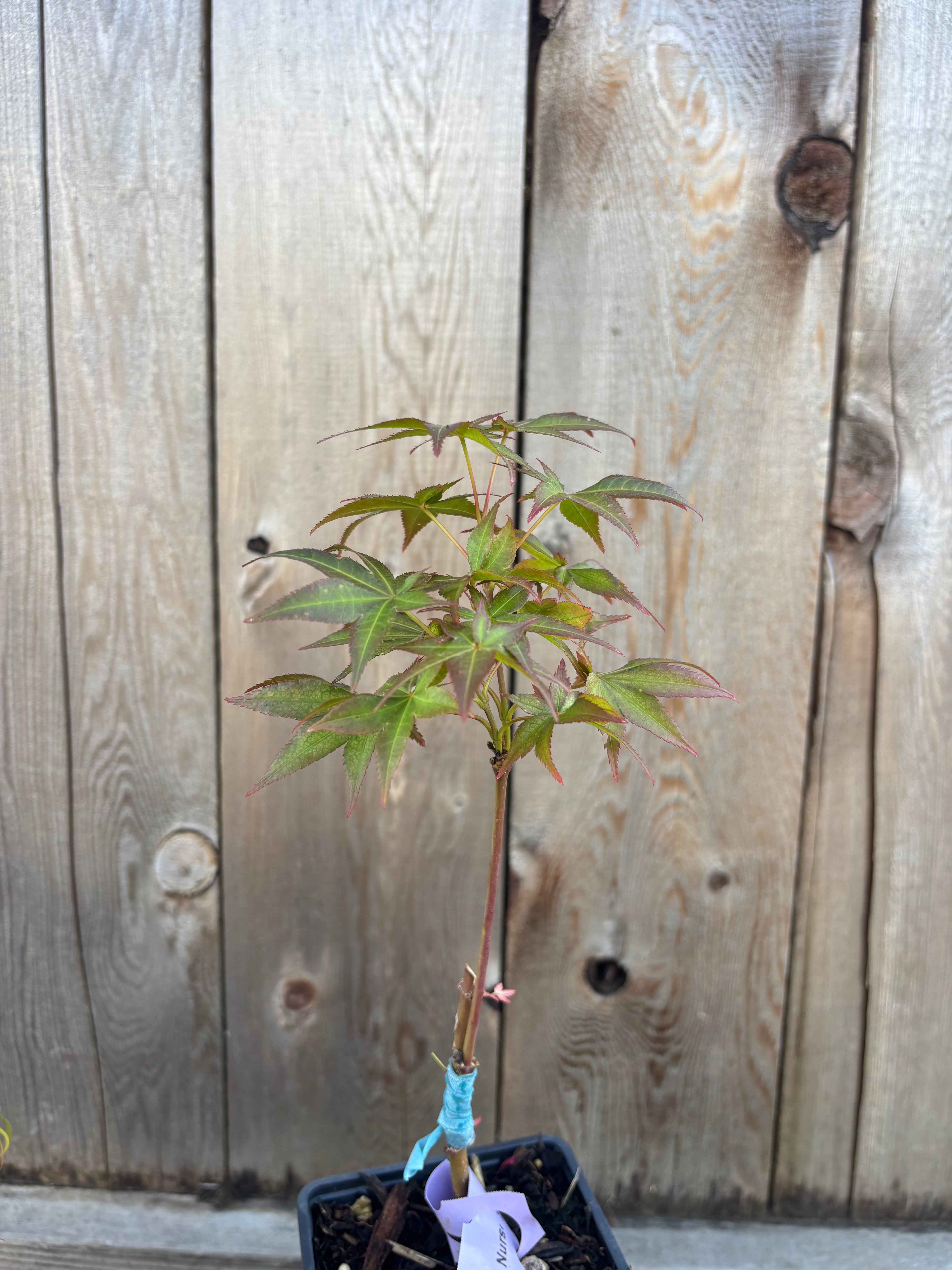 Acer Palmatum 'Peaches & Cream