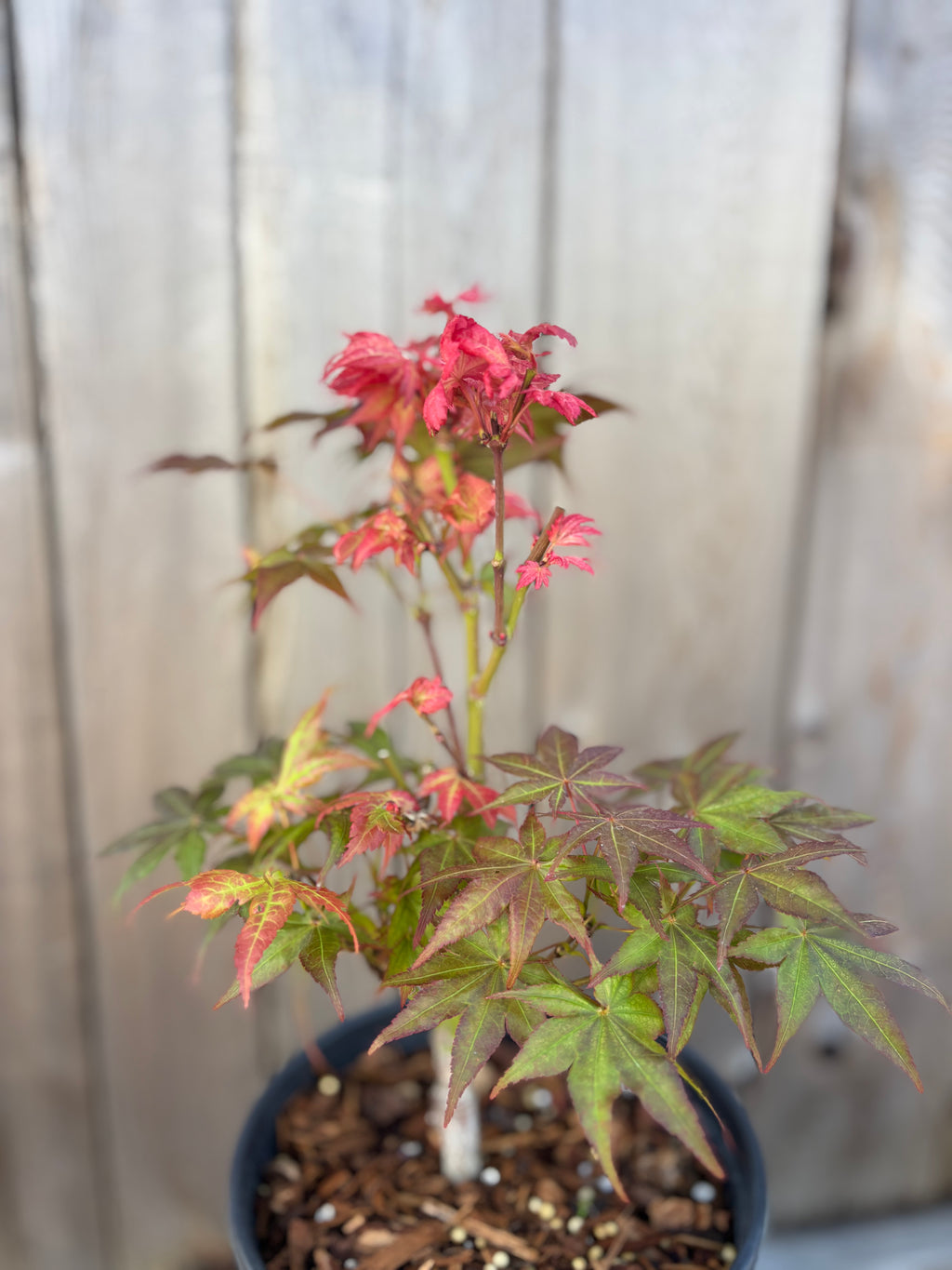 Acer Palmatum ‘Peaches & Cream’
