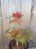 Acer Palmatum ‘Peaches & Cream’