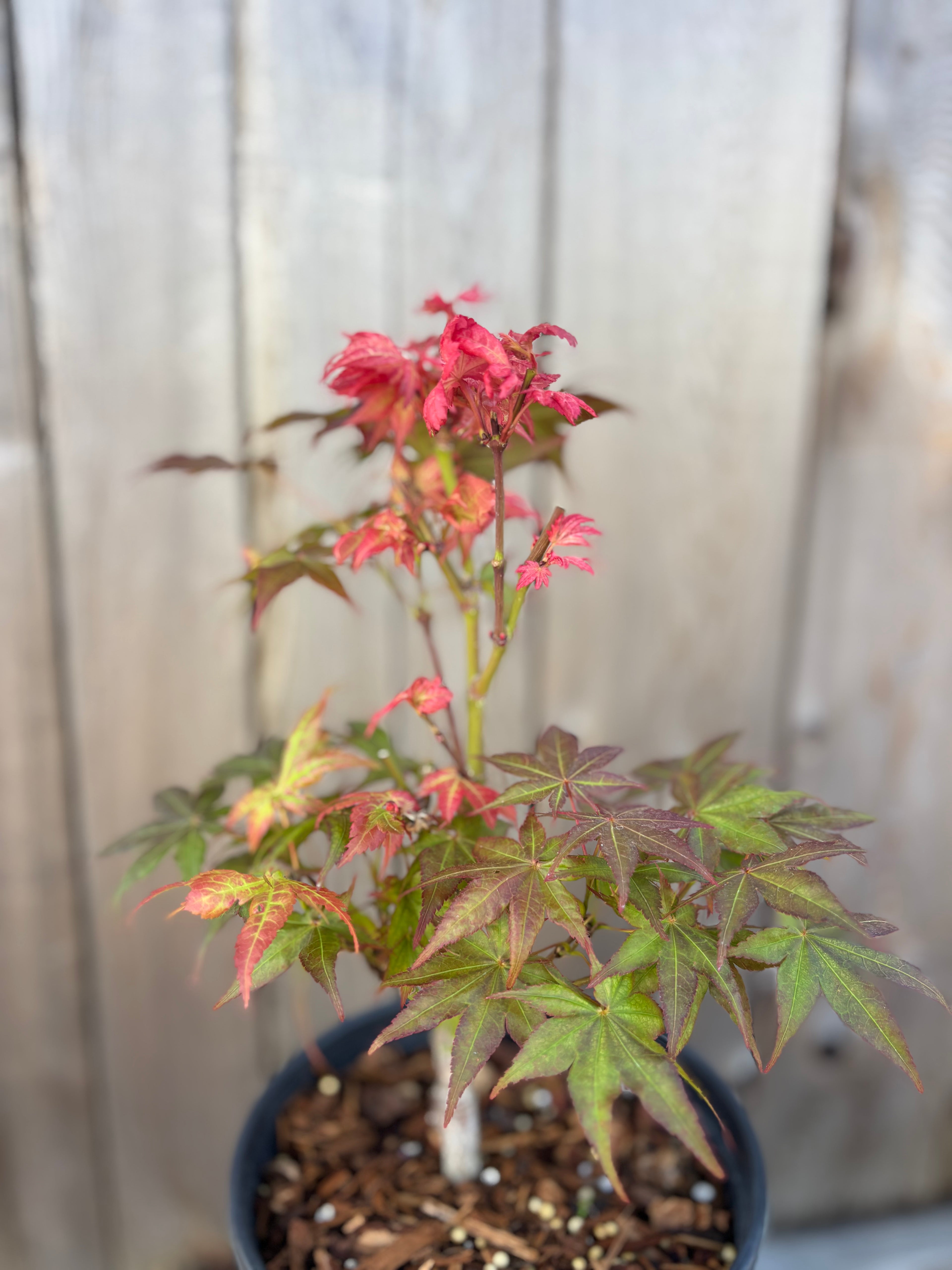Acer Palmatum ‘Peaches & Cream’