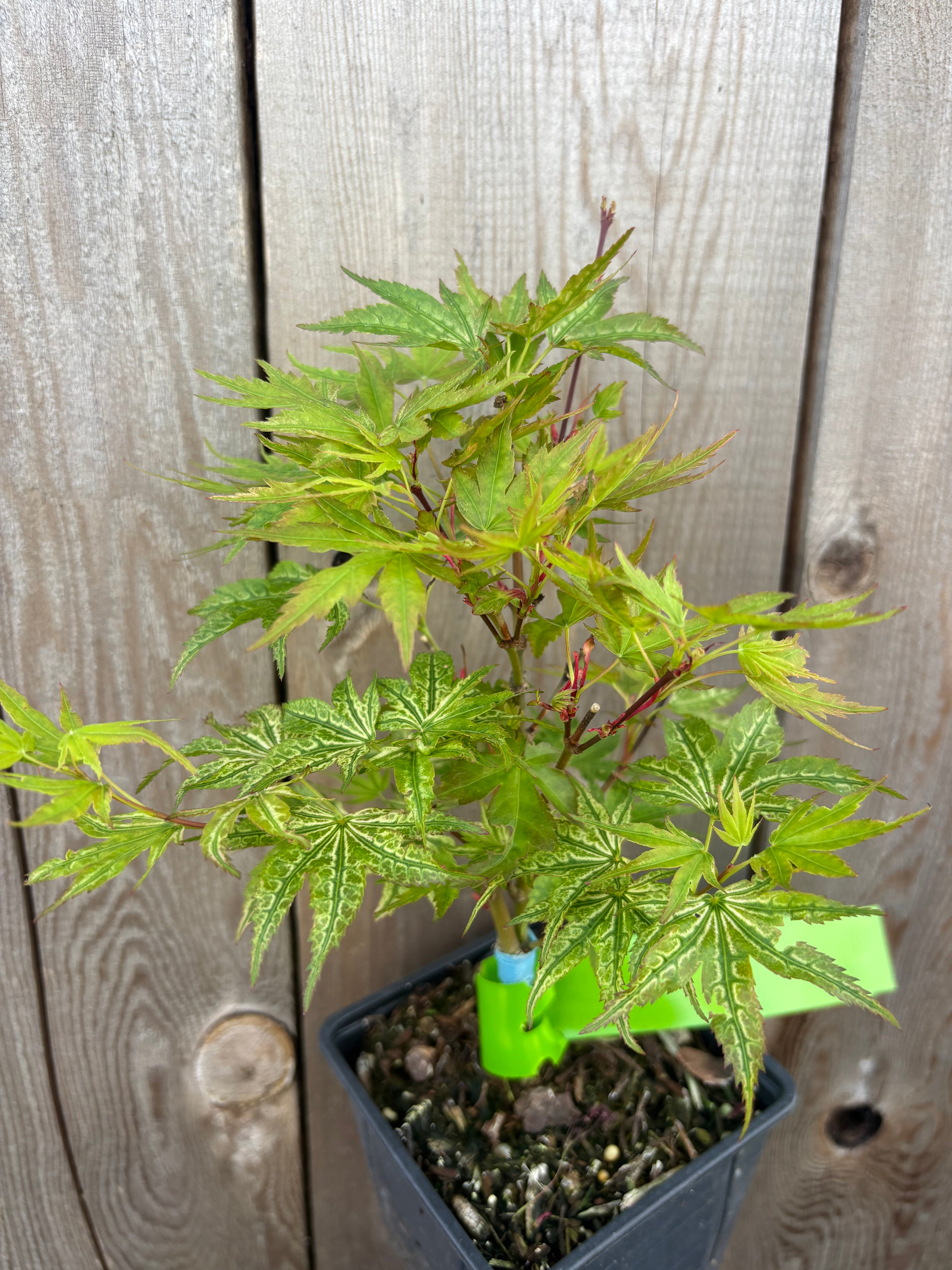 Acer Palmatum ‘Ikandi’