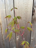 Acer Shirasawanum ‘Garden Glory’