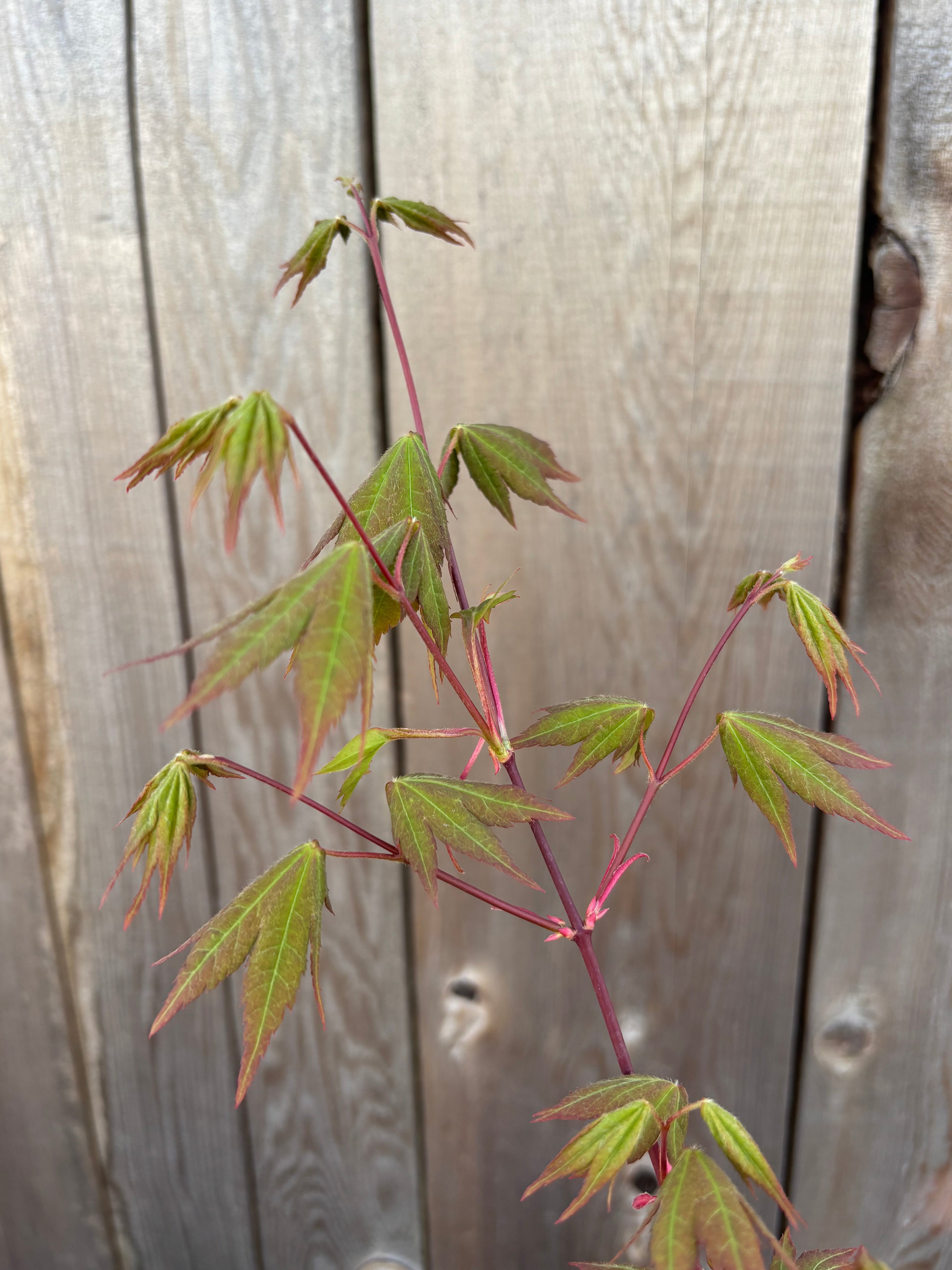 Acer Shirasawanum ‘Garden Glory’