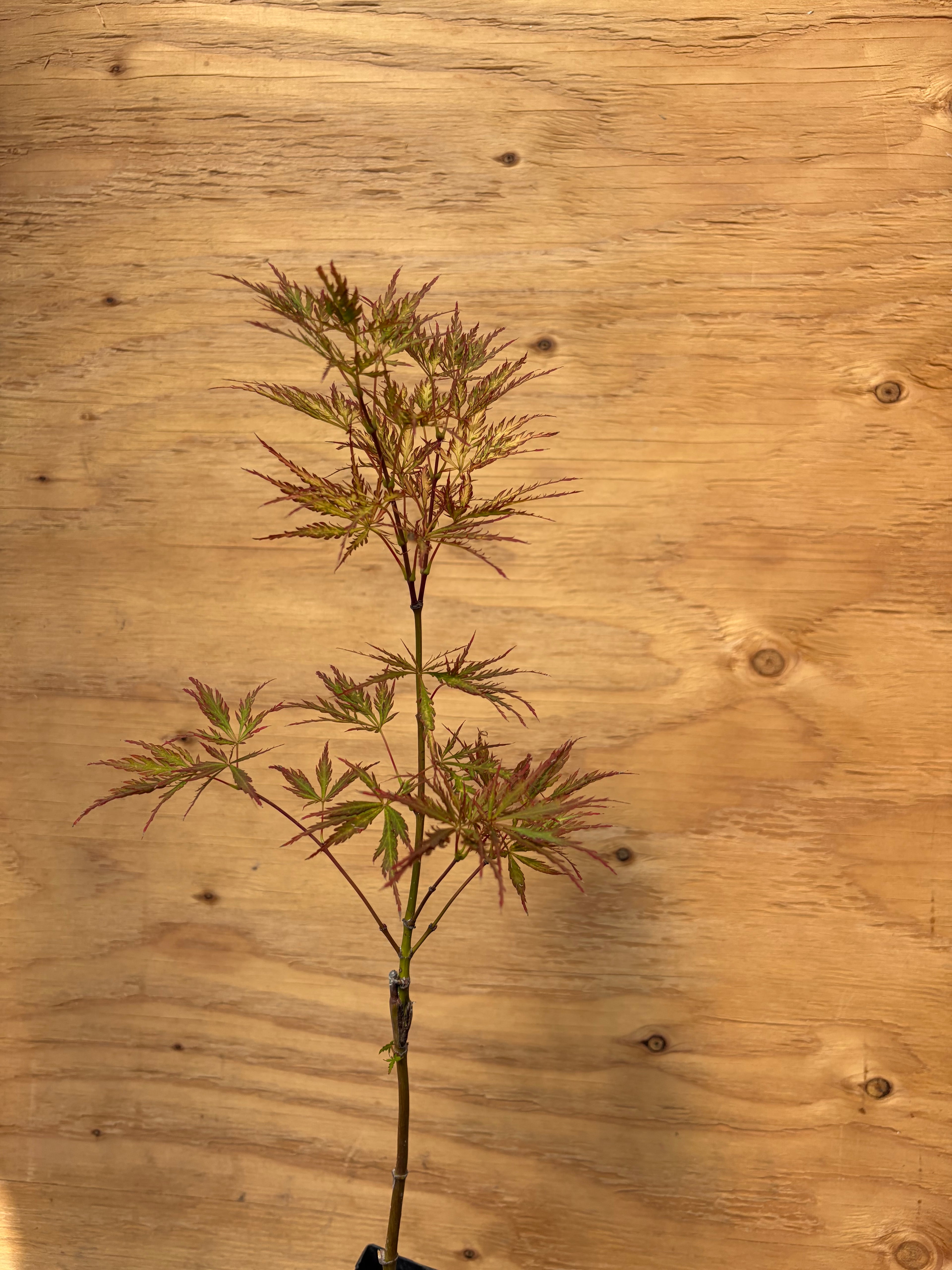 Acer Palmatum ‘Pink Filigree’