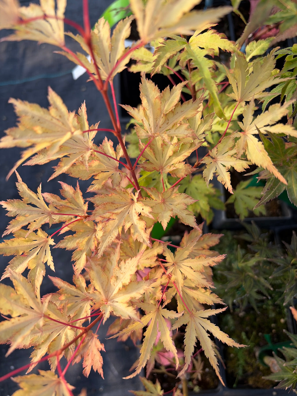 Acer Palmatum ‘Anne-Irene’