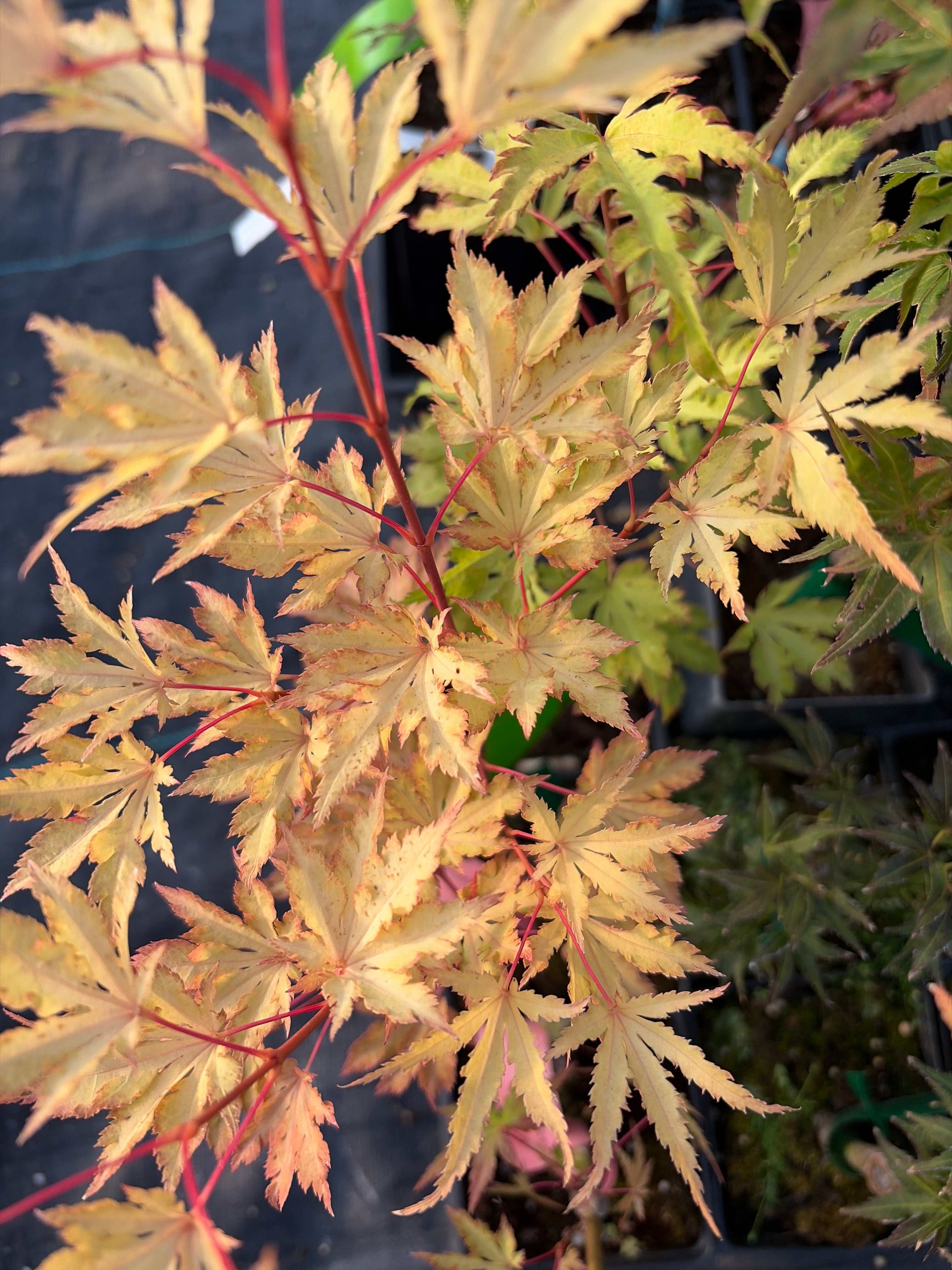 Acer Palmatum ‘Anne-Irene’