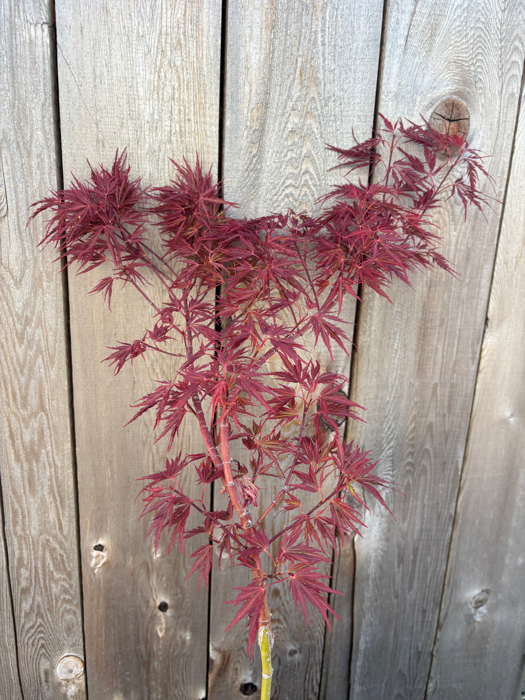 Acer Palmatum ‘Scarlett Princess’