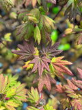 Acer Circinatum ‘Burgundy Jewel’