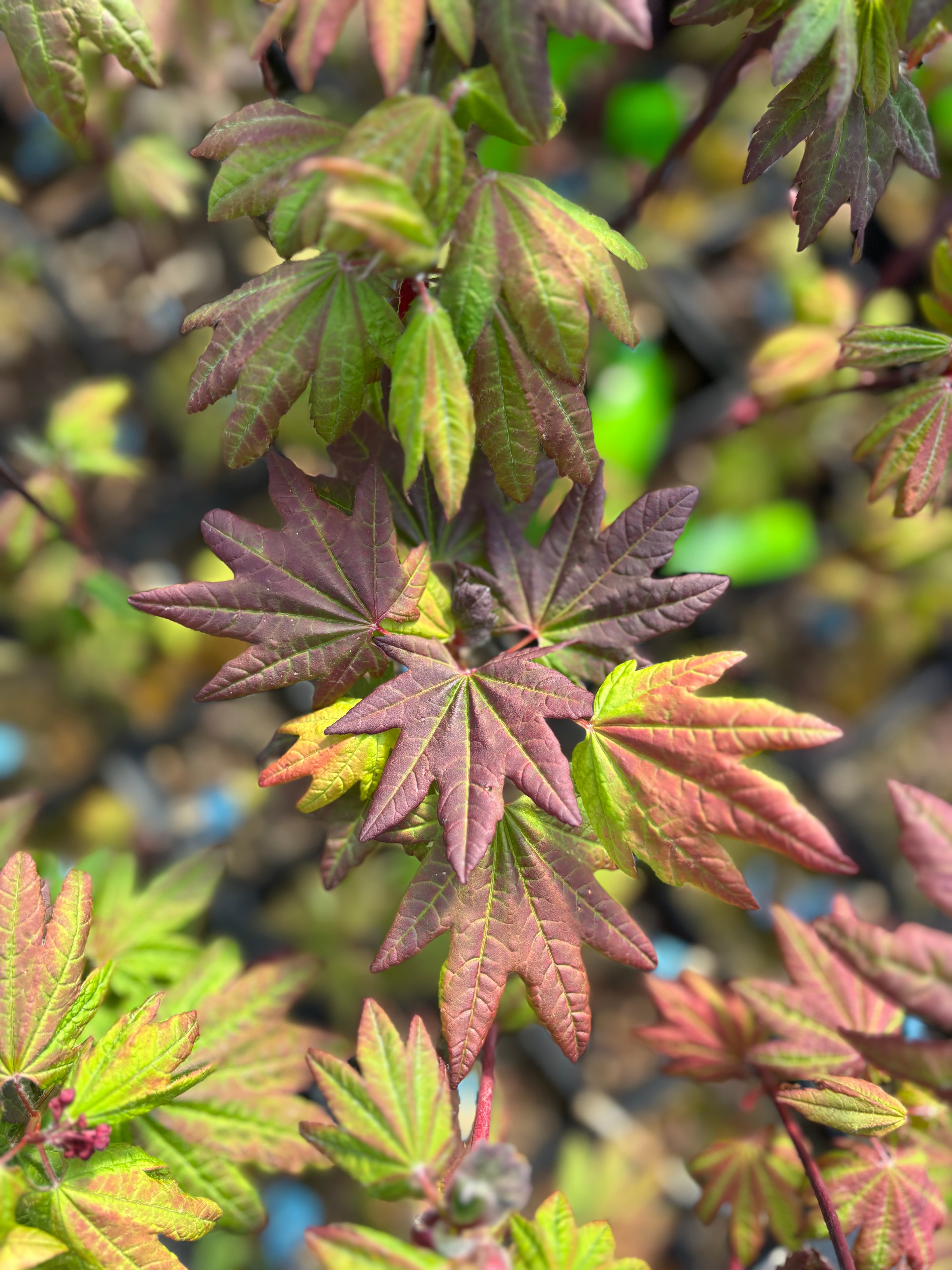 Acer Circinatum ‘Burgundy Jewel’
