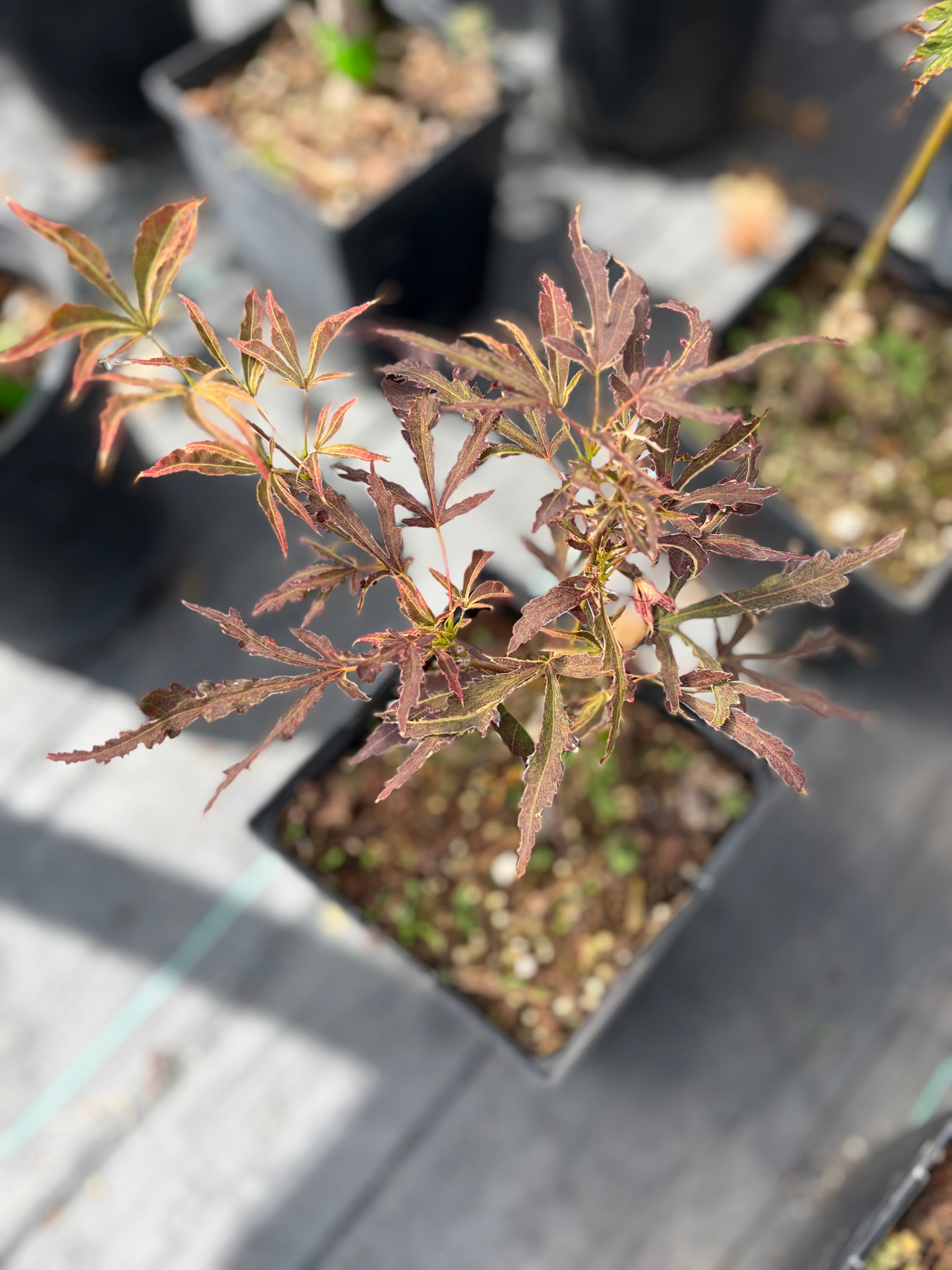 Acer Palmatum ‘Manyo No Sato’