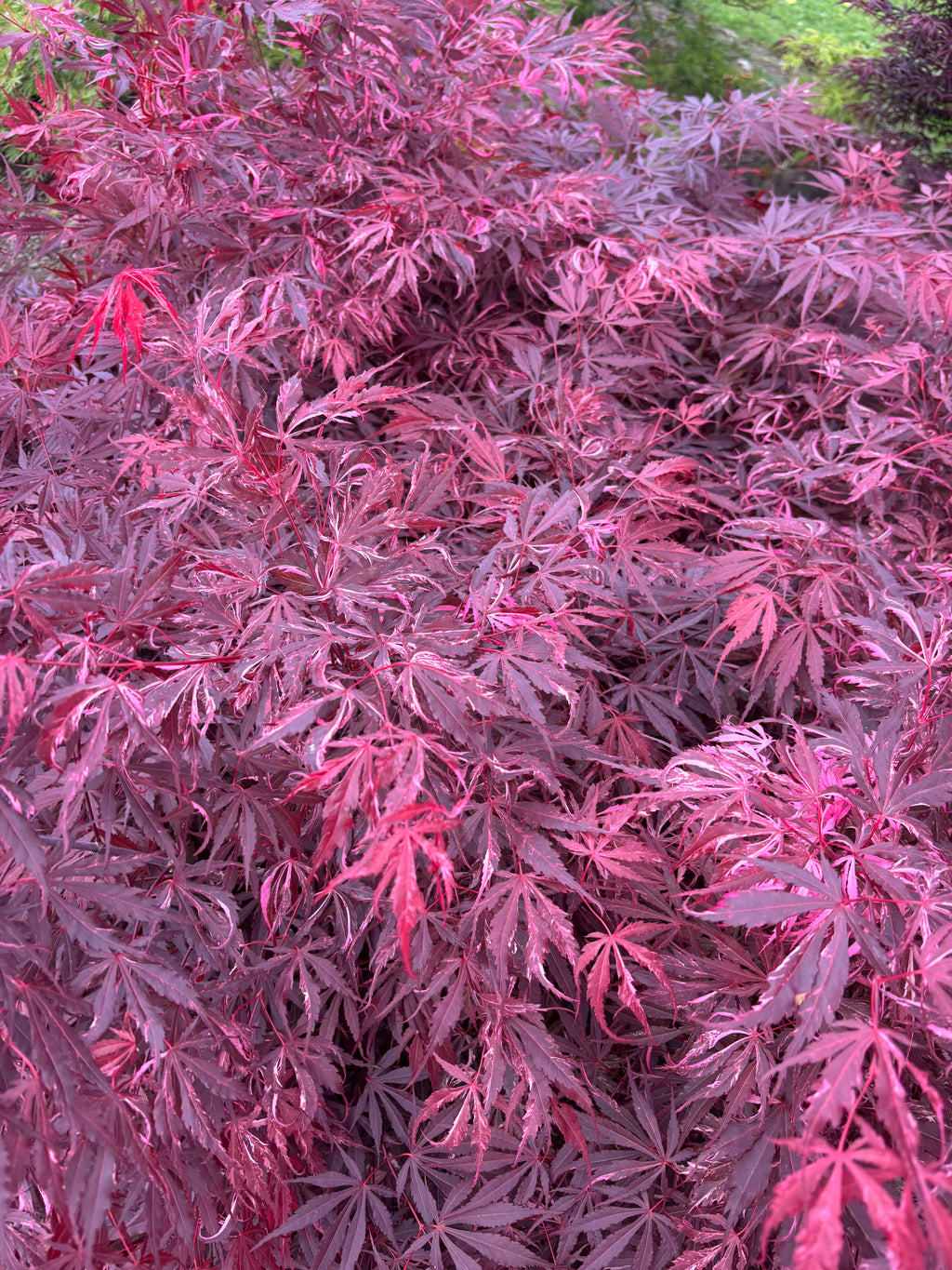 Acer Palmatum ‘Lileeane’s Jewels’