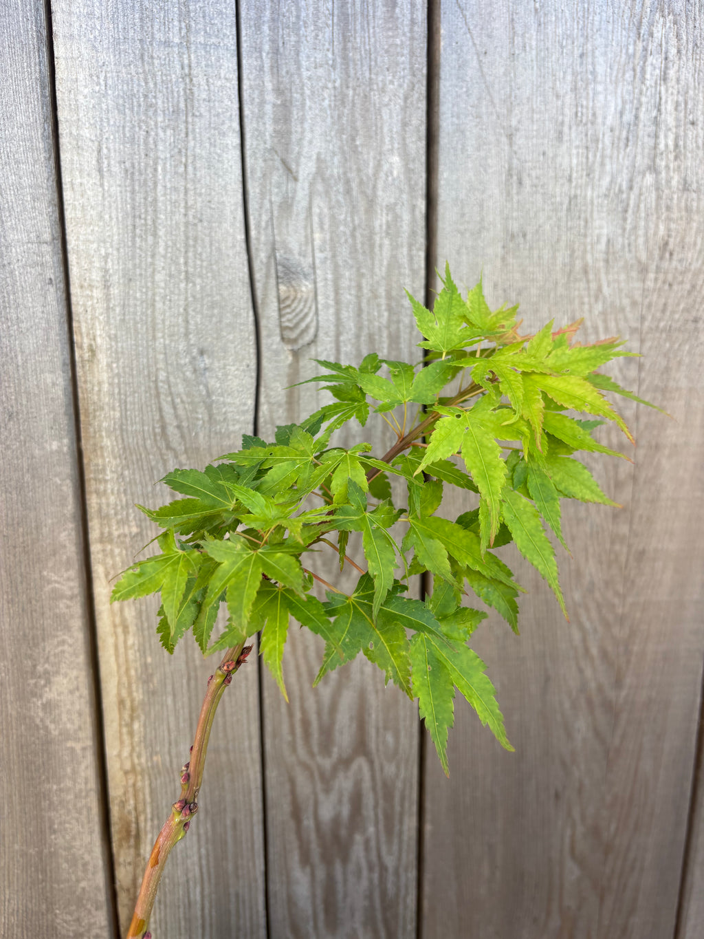 Acer Palmatum ‘Sekka Yatsubusa’